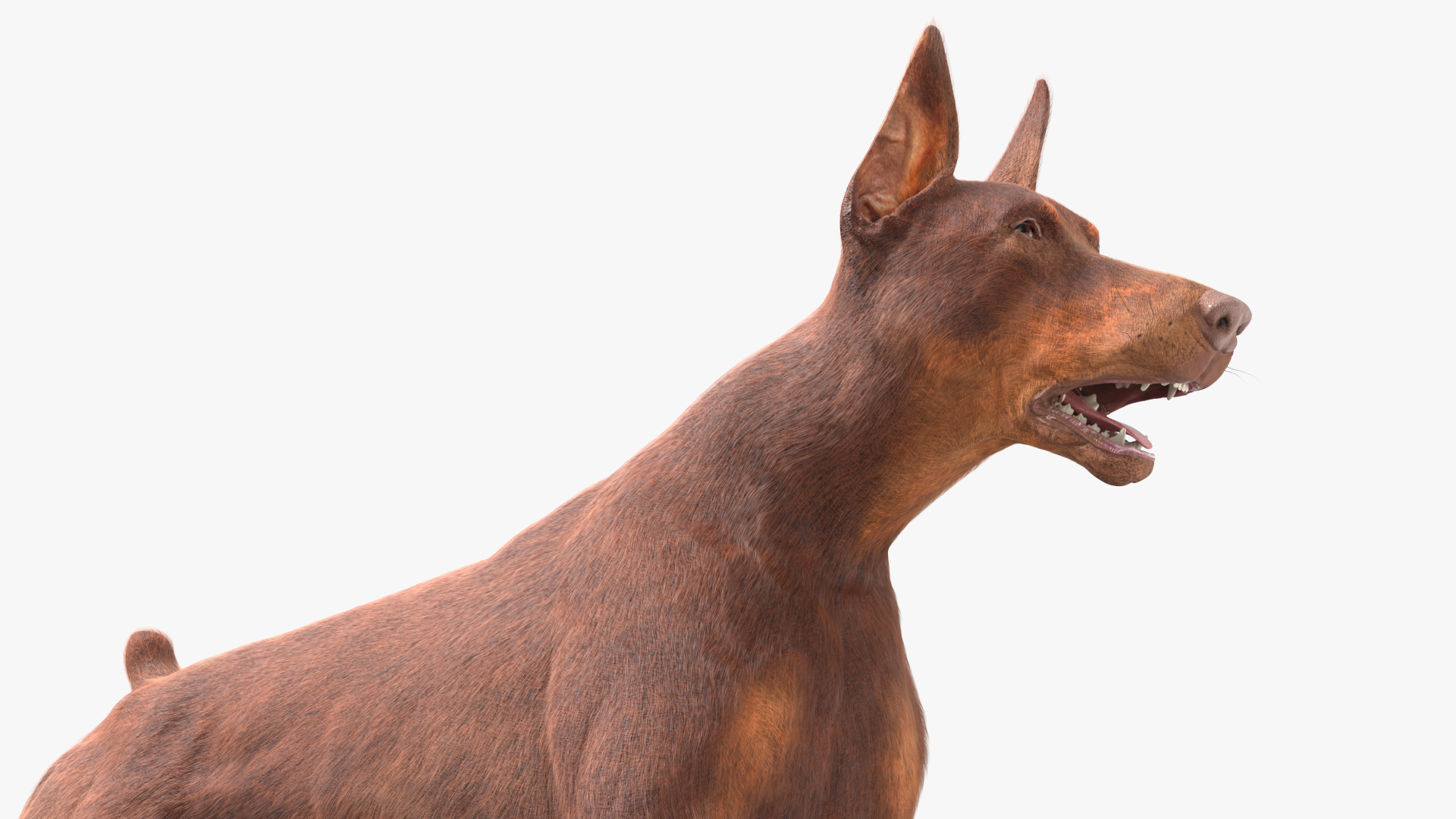 3D model Doberman Dog Brown Running Fur