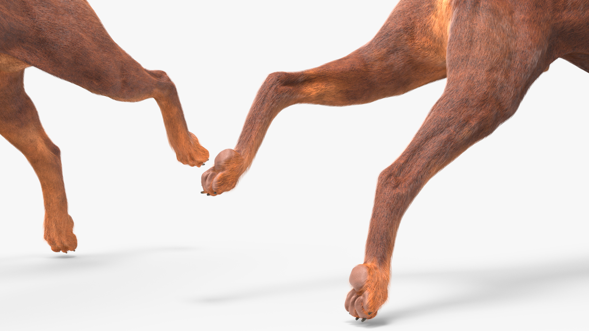 3D model Doberman Dog Brown Running Fur