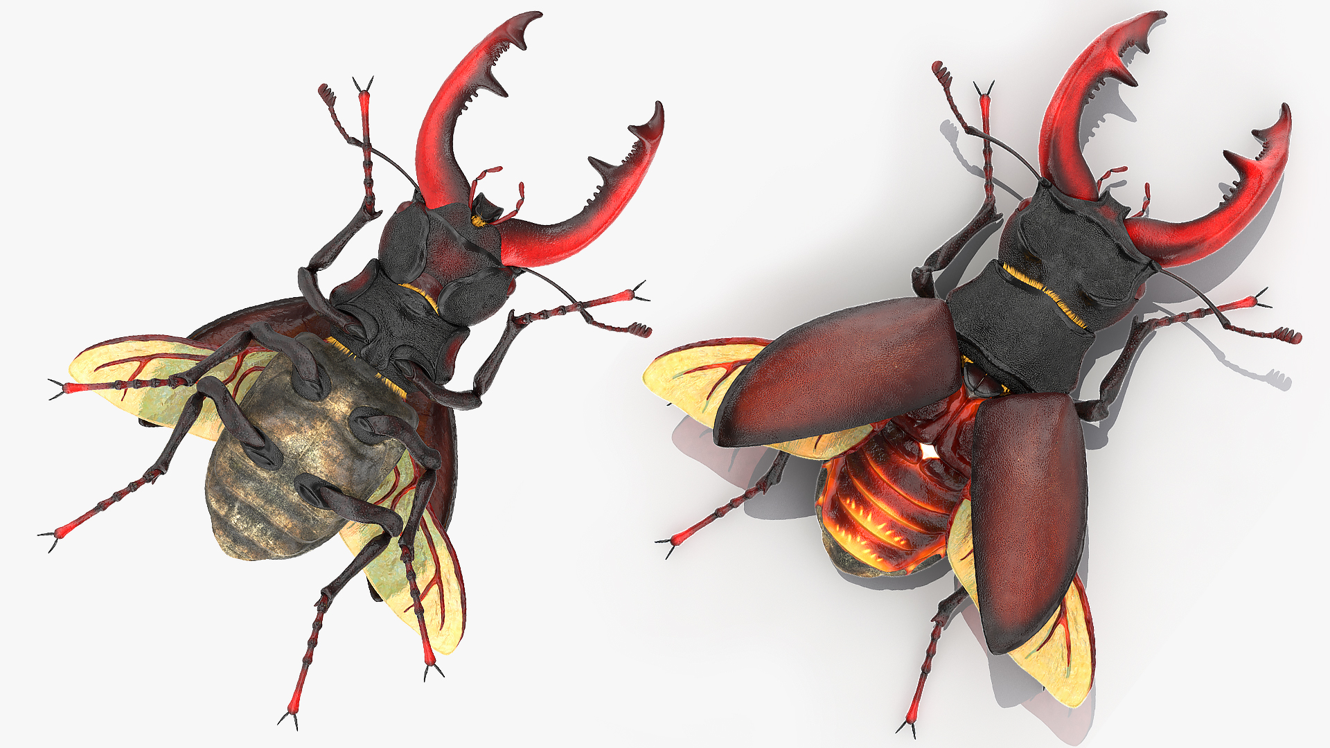 Lucanus Cervus Stag Beetle Fur Rigged 3D