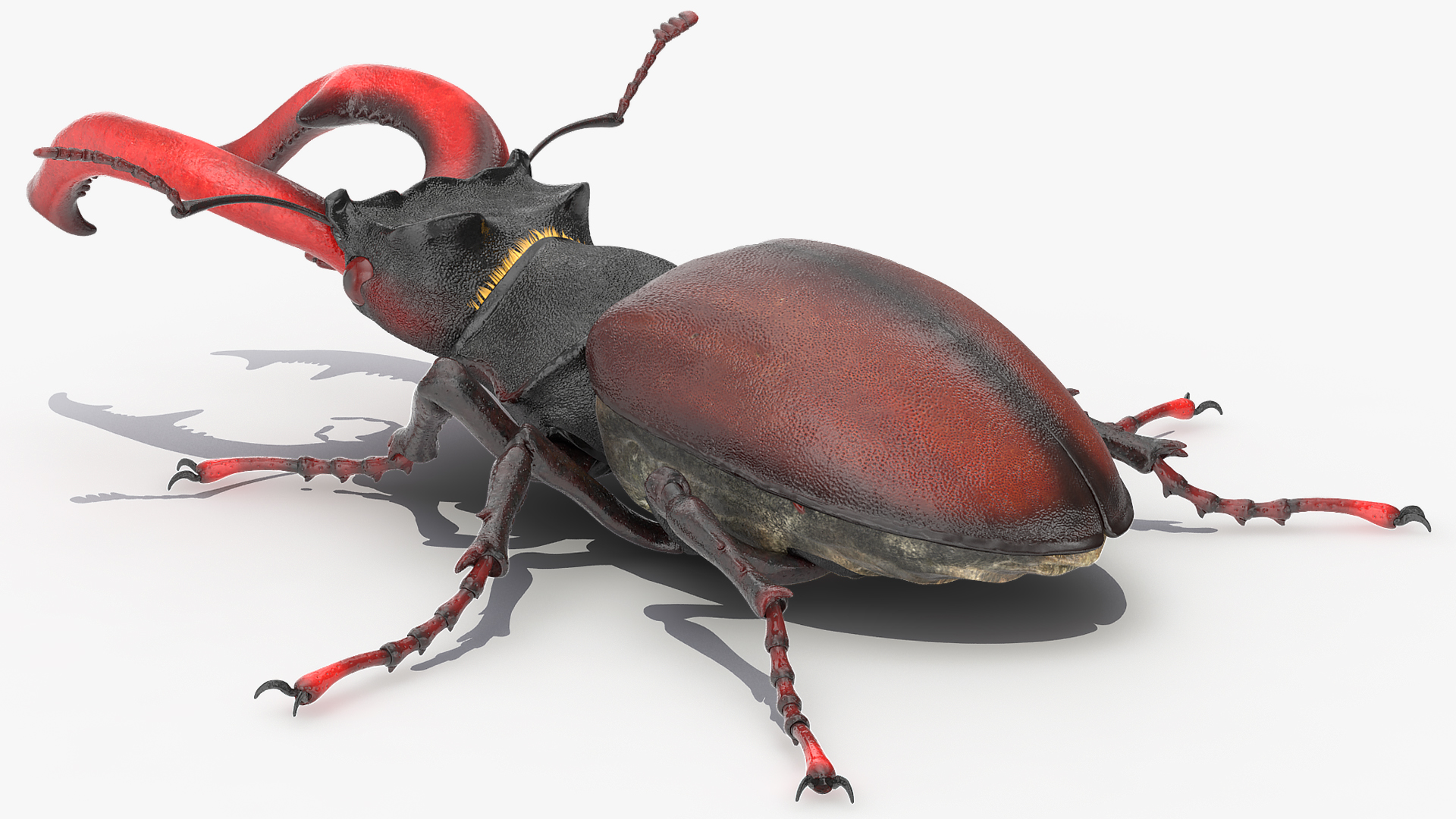 Lucanus Cervus Stag Beetle Fur Rigged 3D