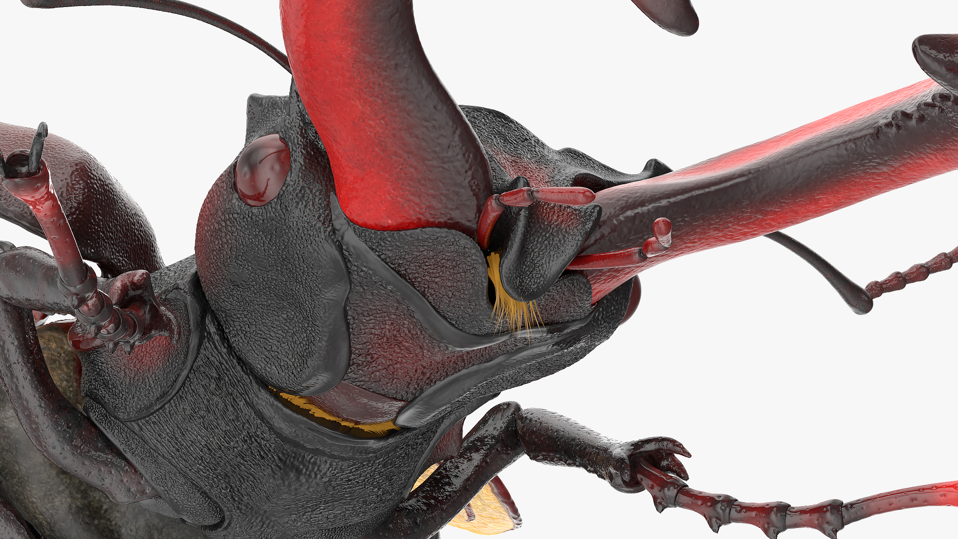 Lucanus Cervus Stag Beetle Fur Rigged 3D