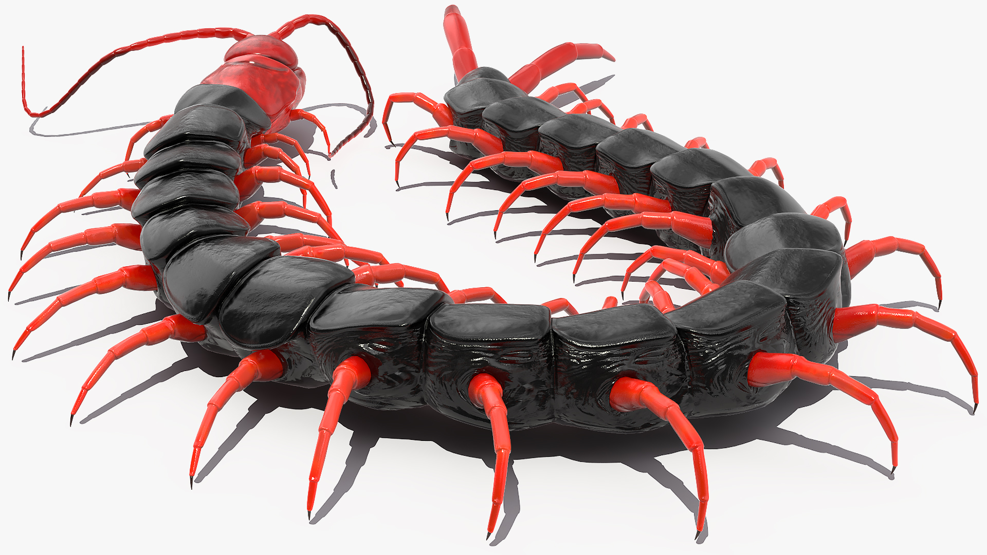 3D Chinese Red Headed Centipede model