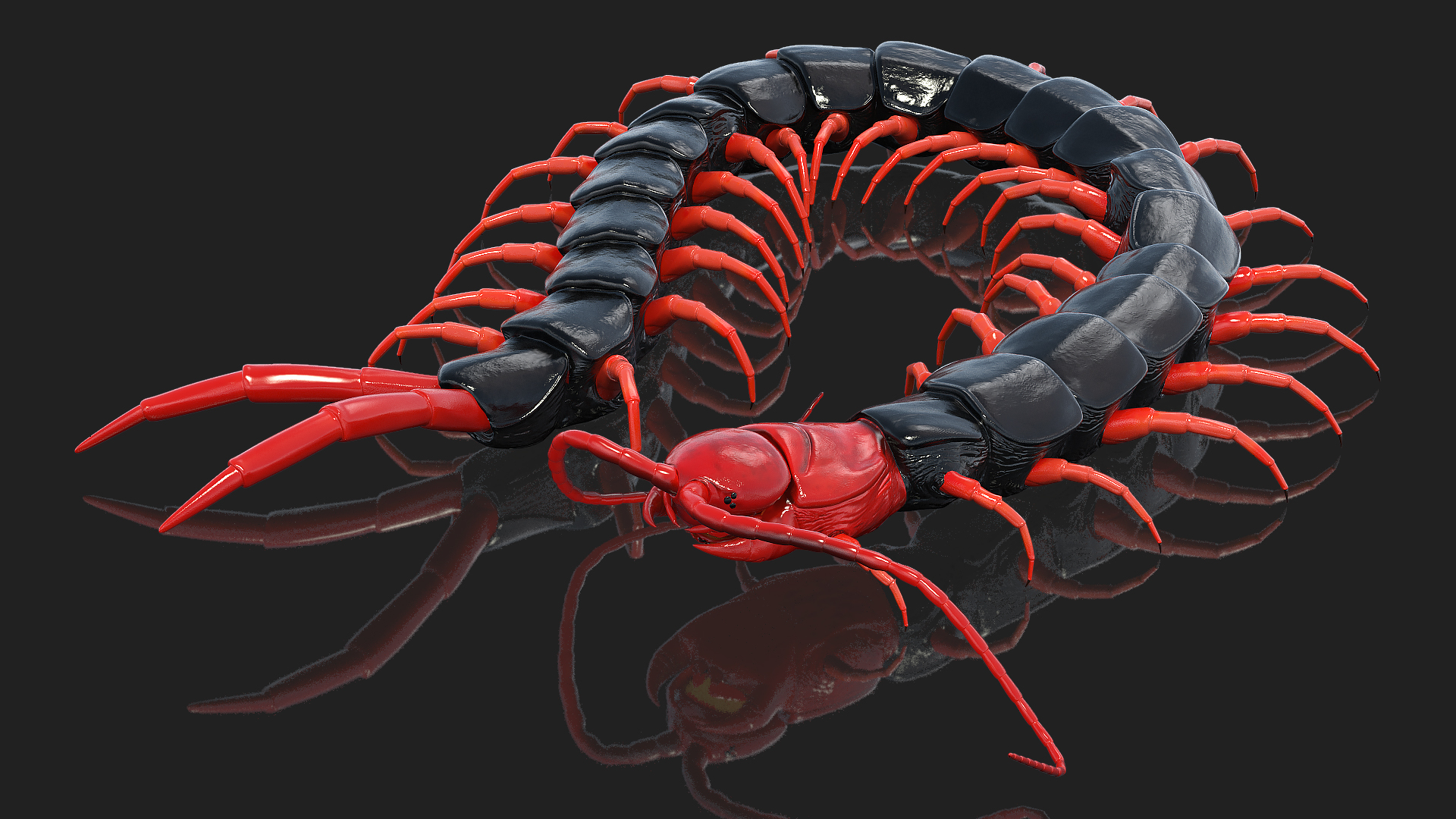 3D Chinese Red Headed Centipede model