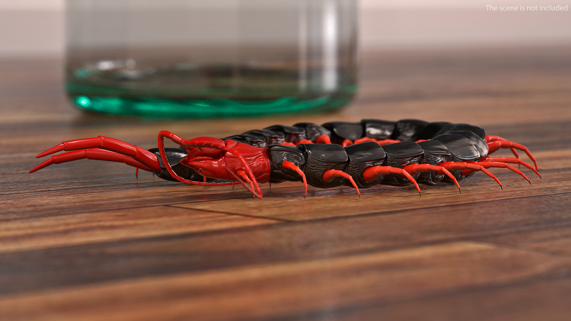 3D Chinese Red Headed Centipede model