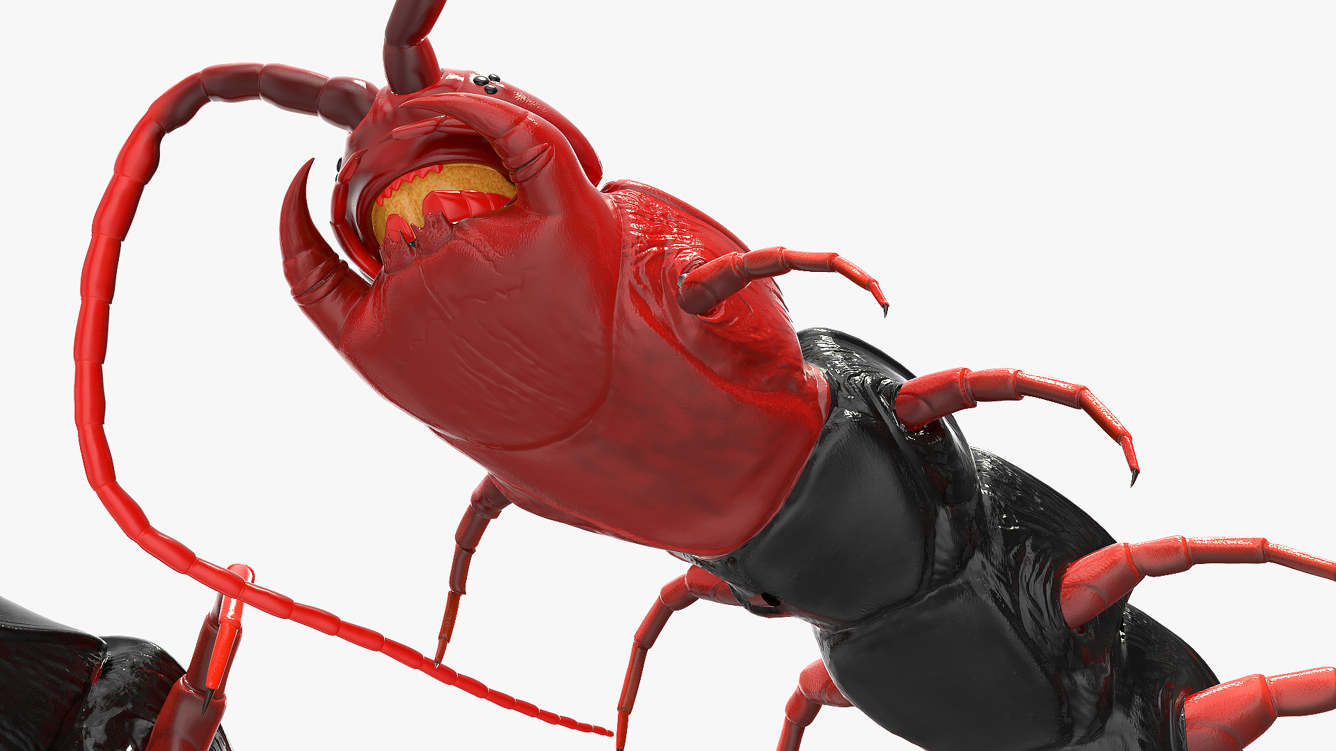 3D Chinese Red Headed Centipede model