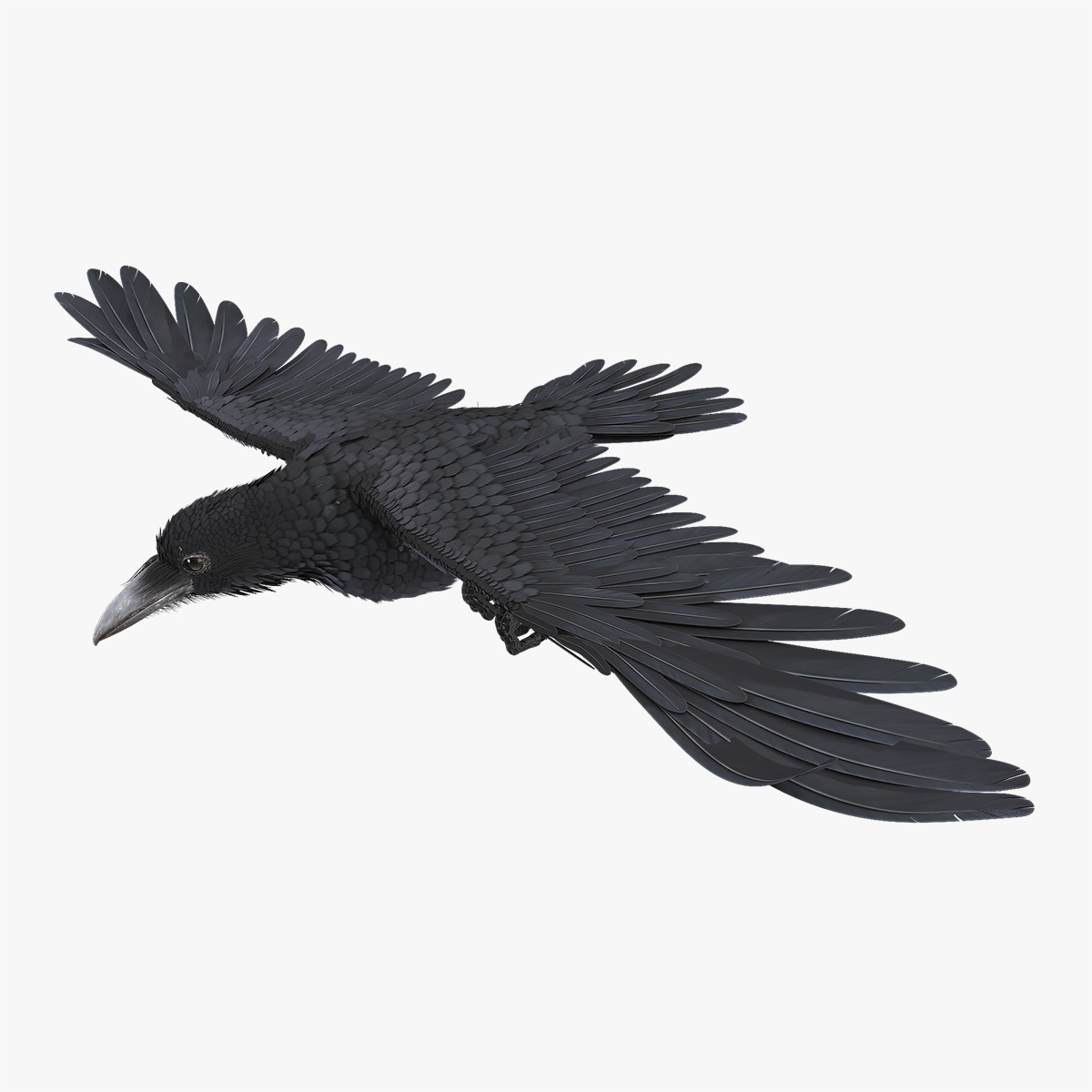 Common Raven Soars Animated Rigged, view 9