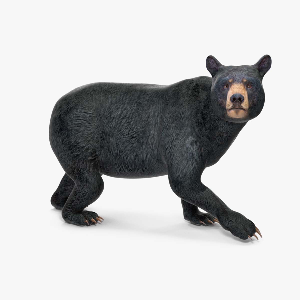 3D Black Bear Rigged for Maya