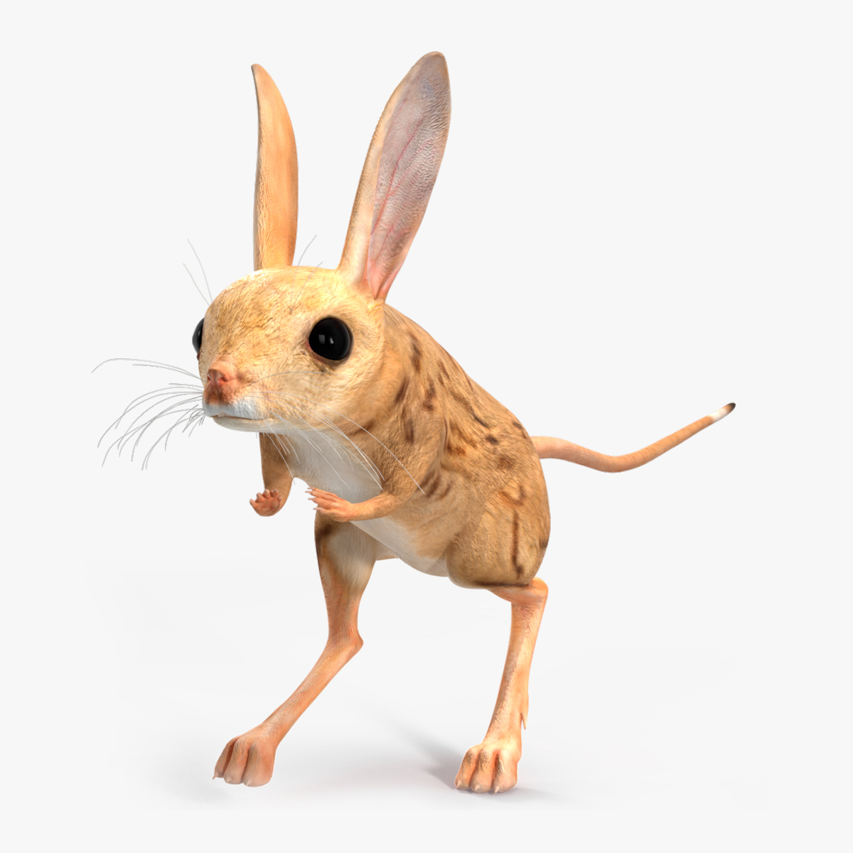 Desert Jerboa Rigged for Maya 3D model