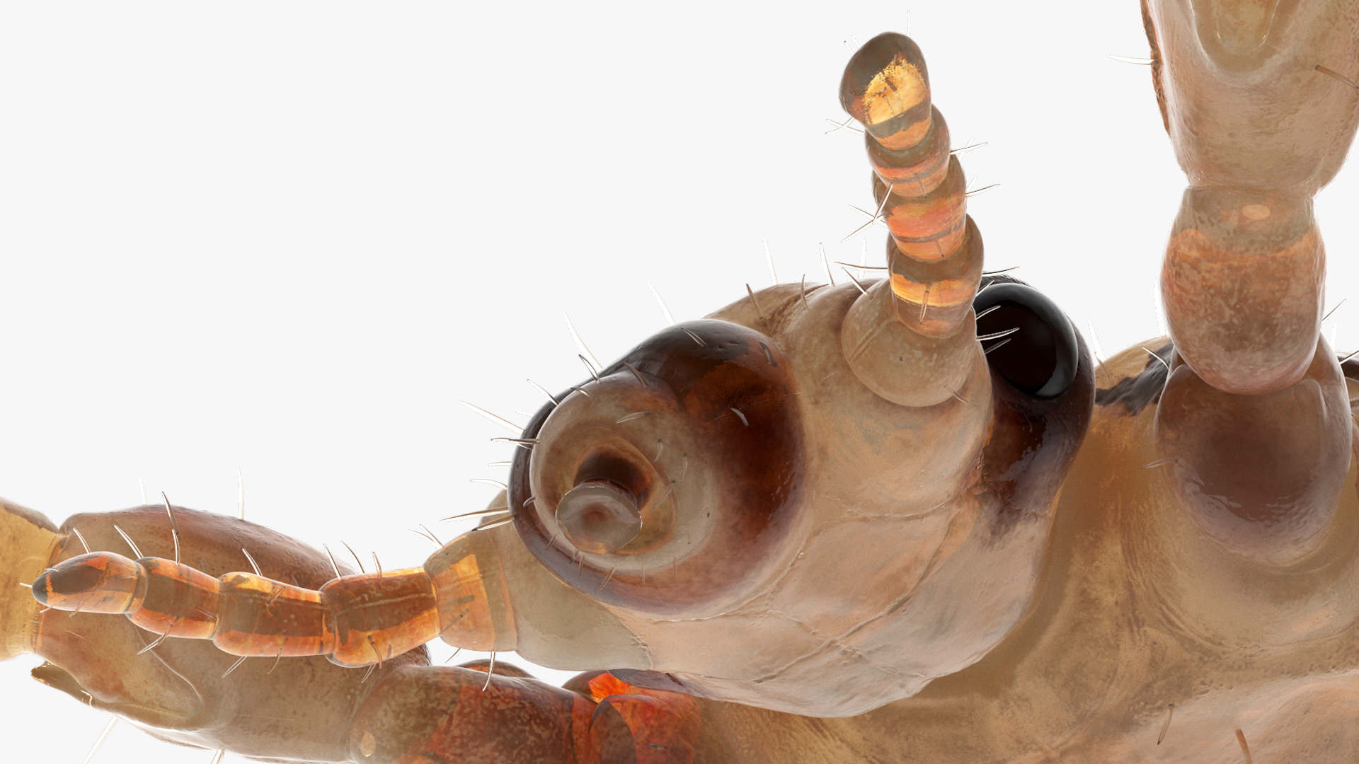 Parasitic Insect Louse White Eating Pose SSS 3D model