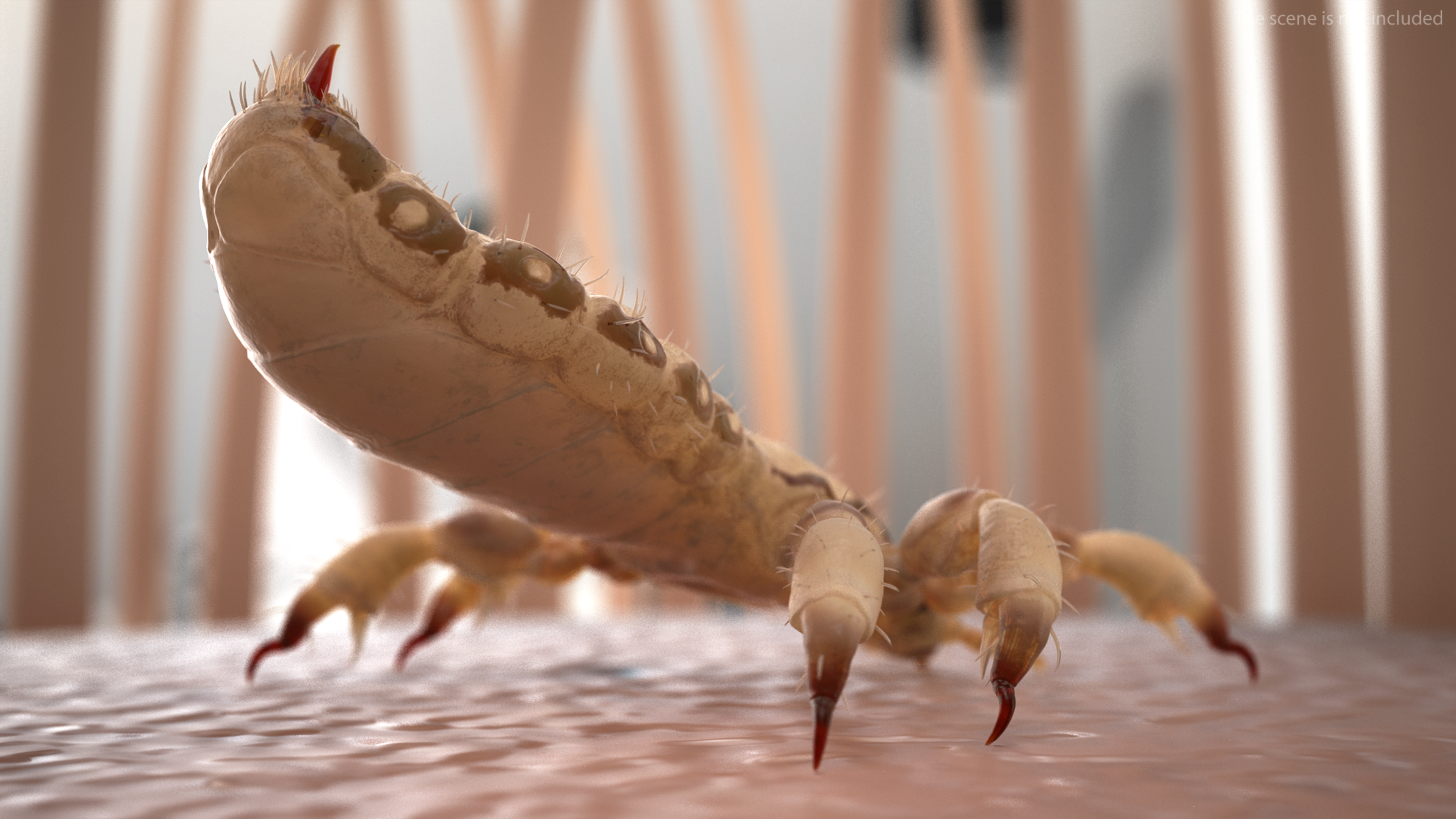 Parasitic Insect Louse White Eating Pose SSS 3D model