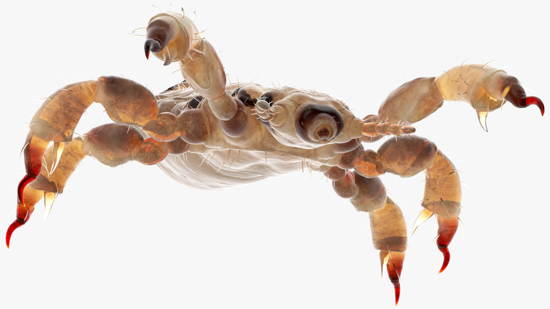 Parasitic Insect Louse White Eating Pose SSS 3D model