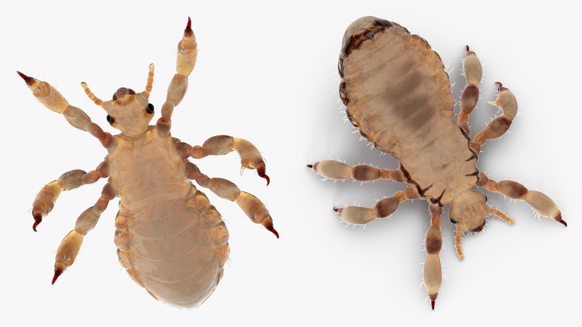 Parasitic Insect Louse White Eating Pose SSS 3D model