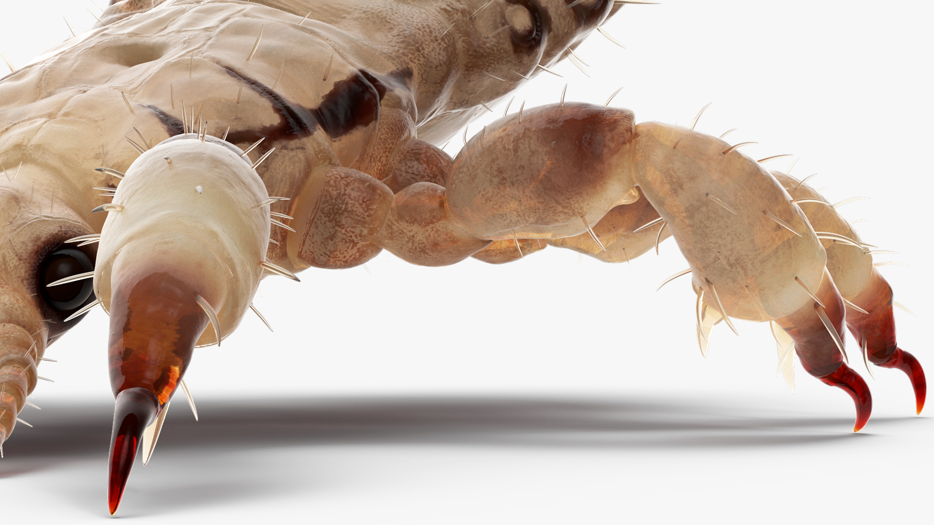 Parasitic Insect Louse White Eating Pose SSS 3D model