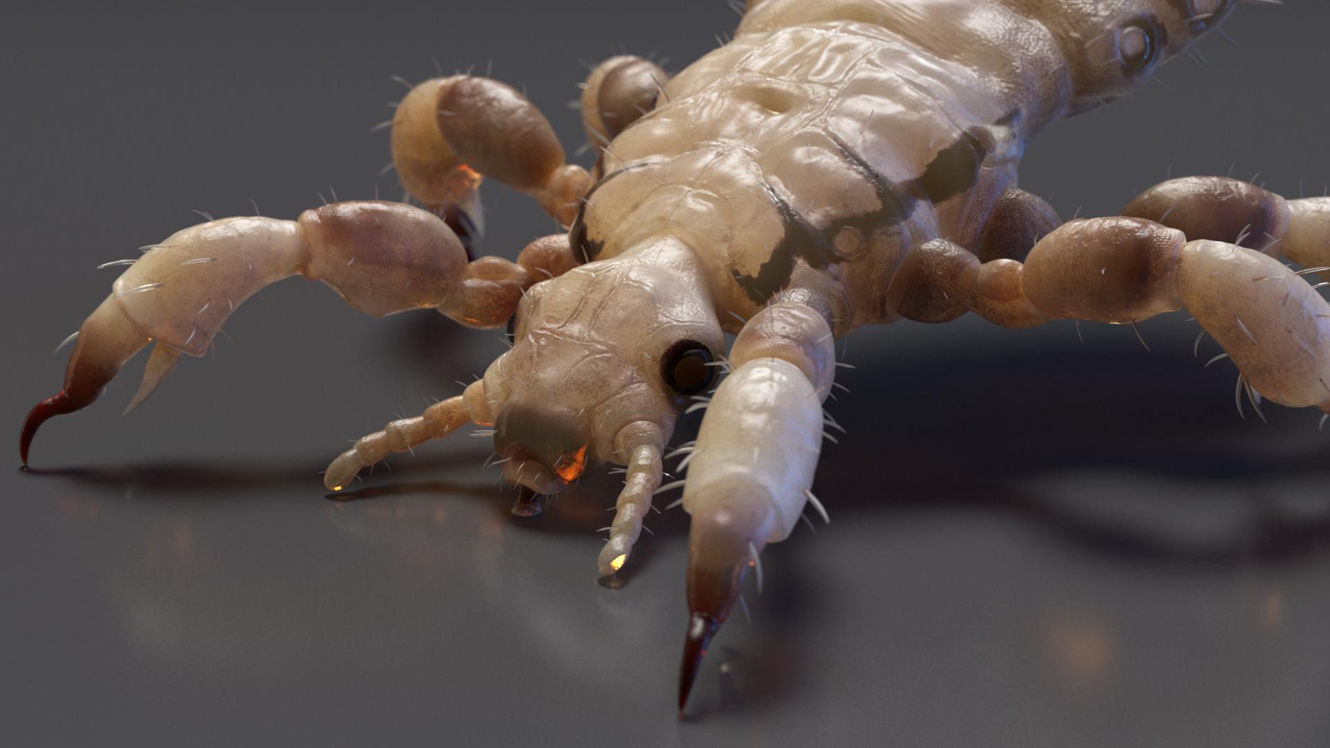 Parasitic Insect Louse White Eating Pose SSS 3D model