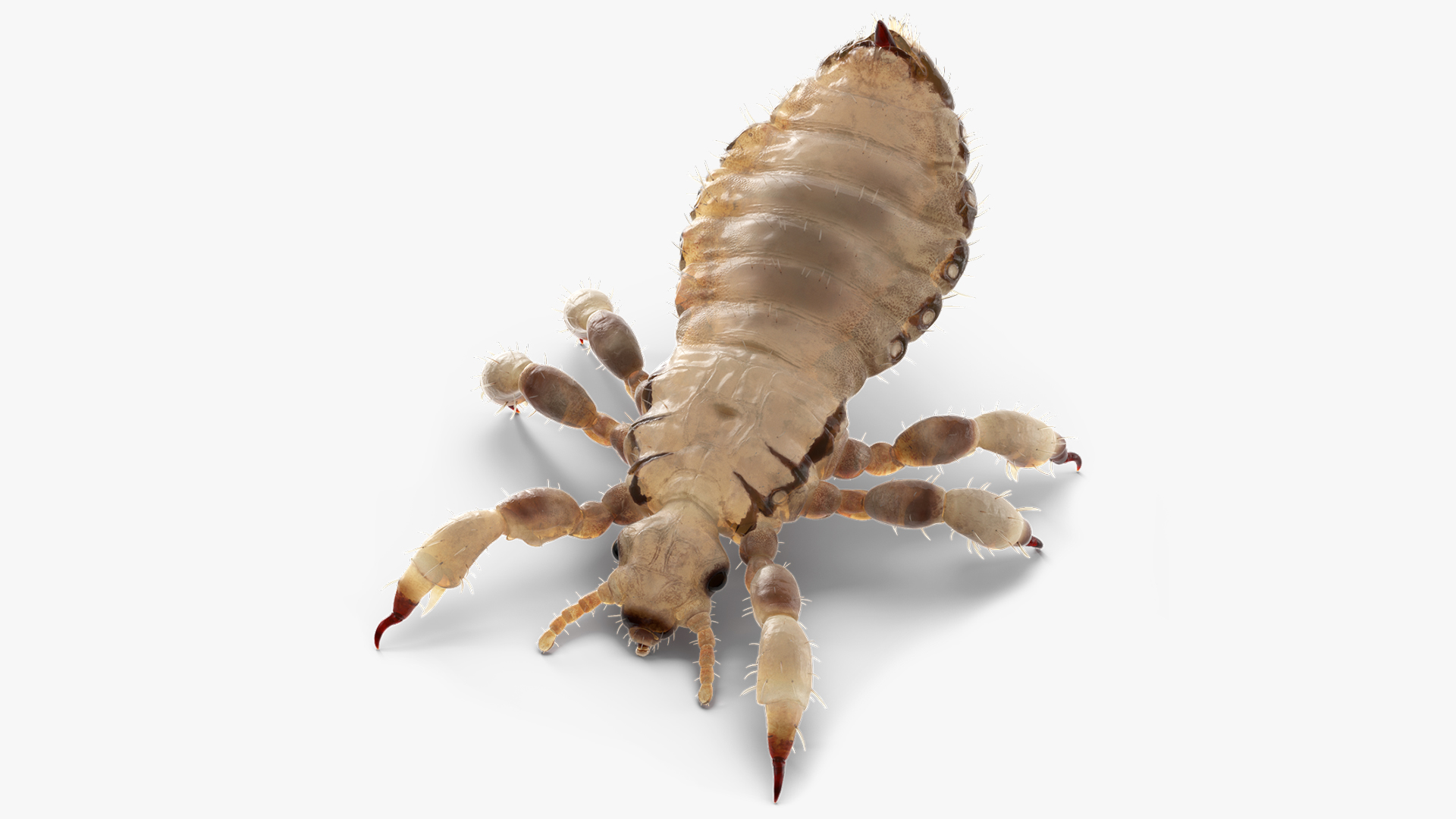 Parasitic Insect Louse White Eating Pose SSS 3D model