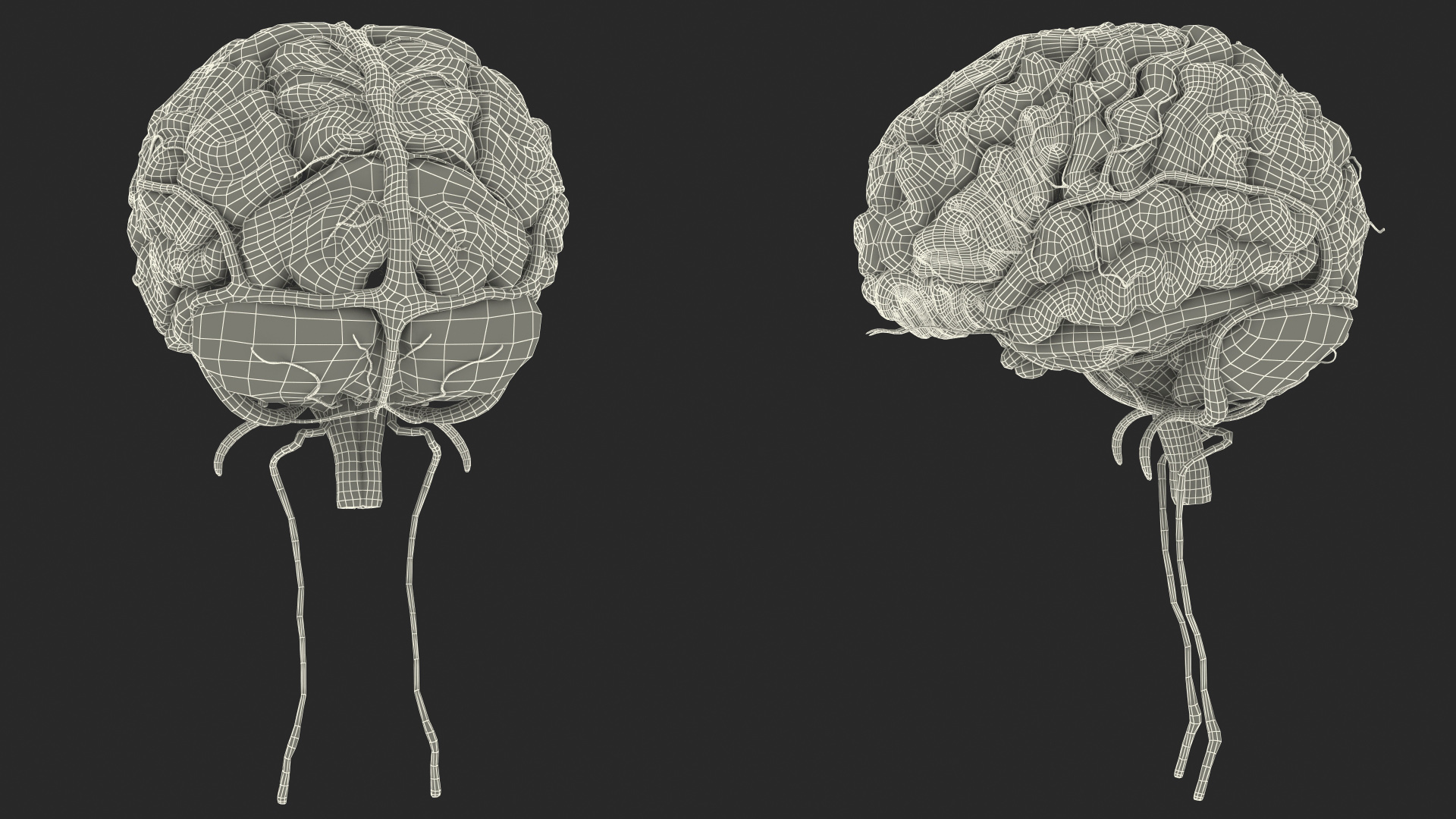 Boy Brain 3D model