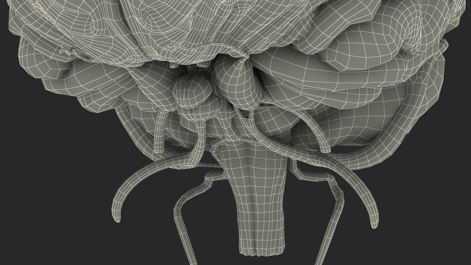 Boy Brain 3D model