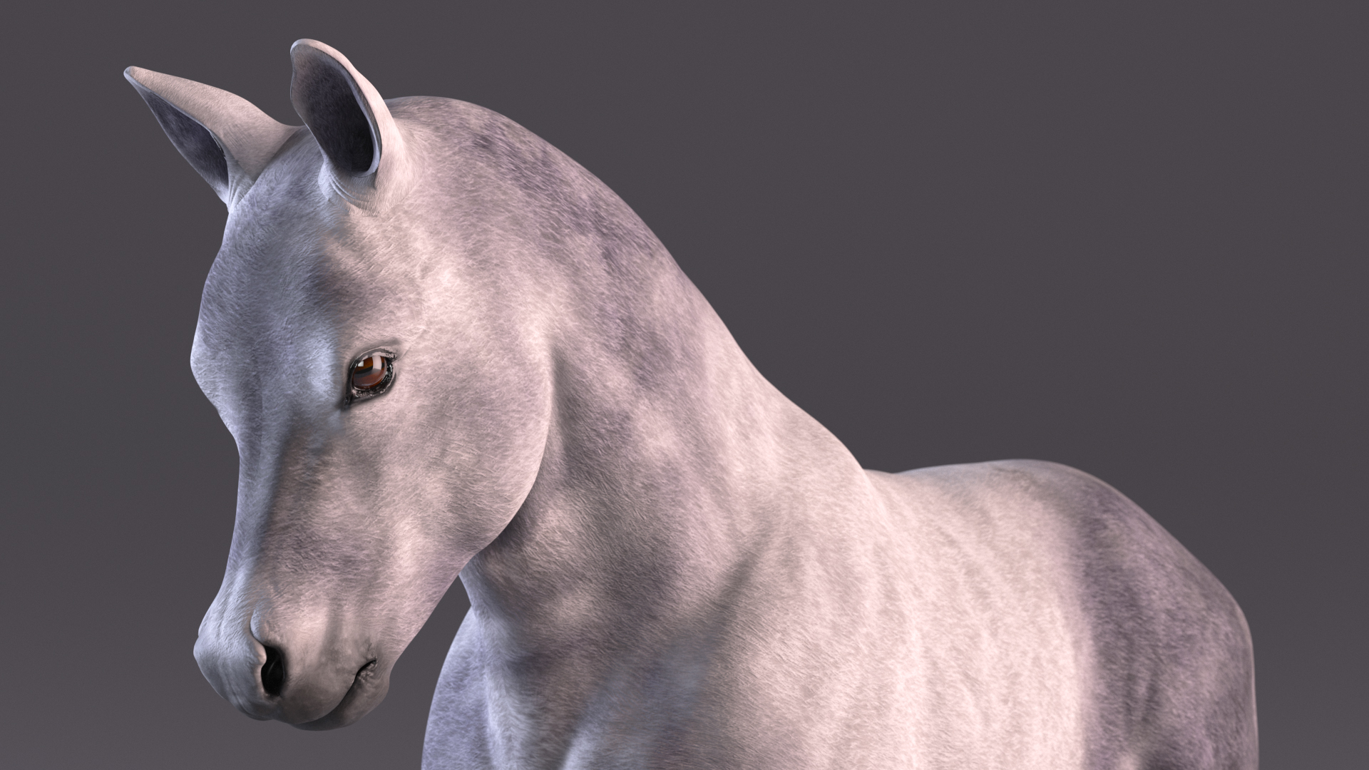 Running Shetland Pony White 3D