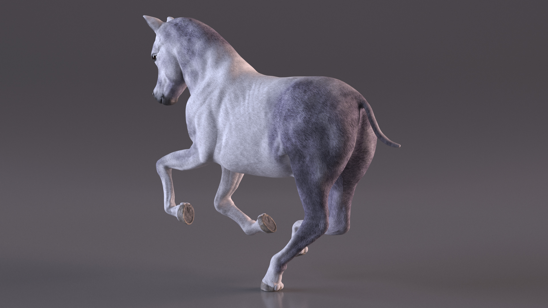 Running Shetland Pony White 3D