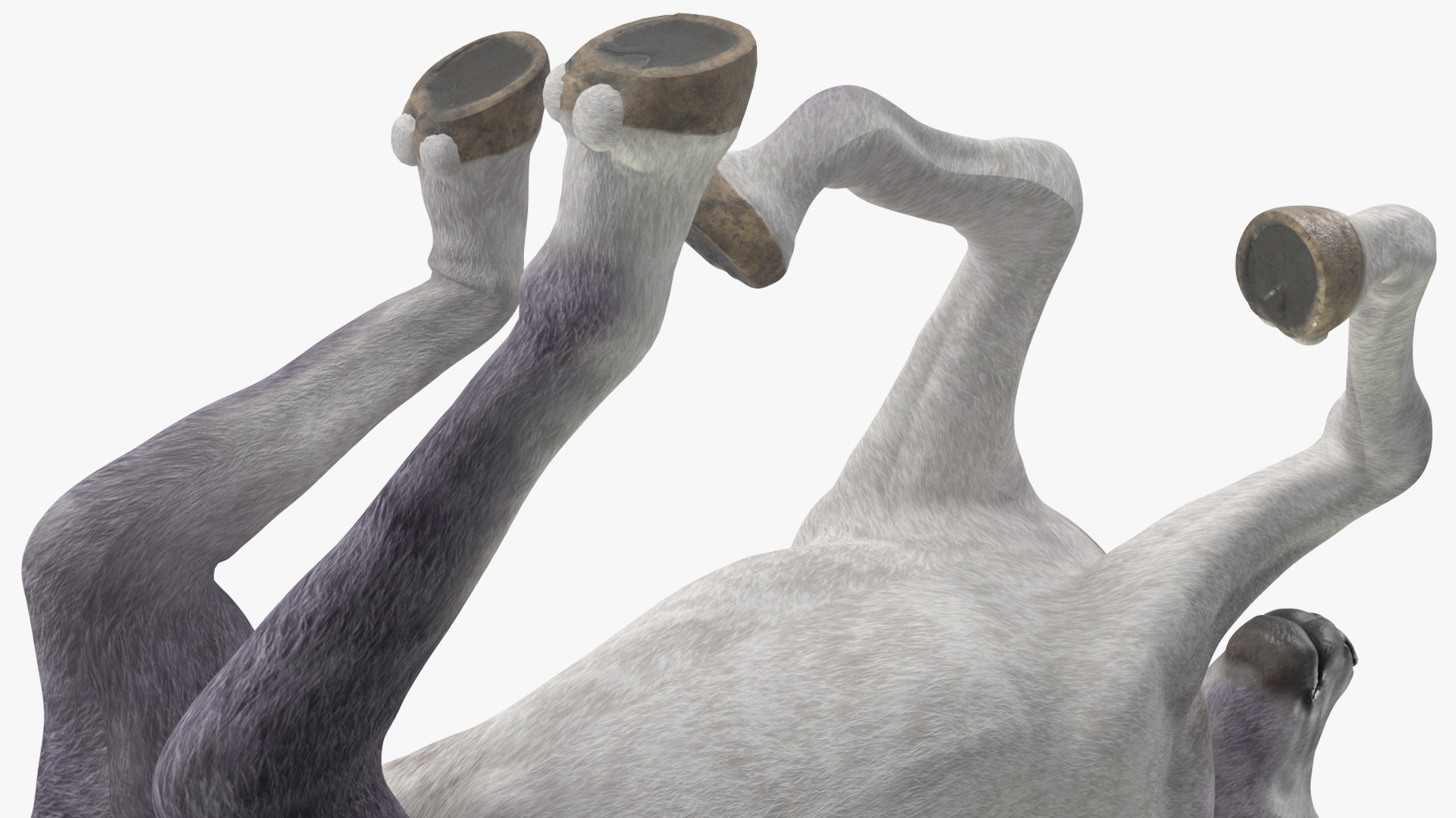 Running Shetland Pony White 3D