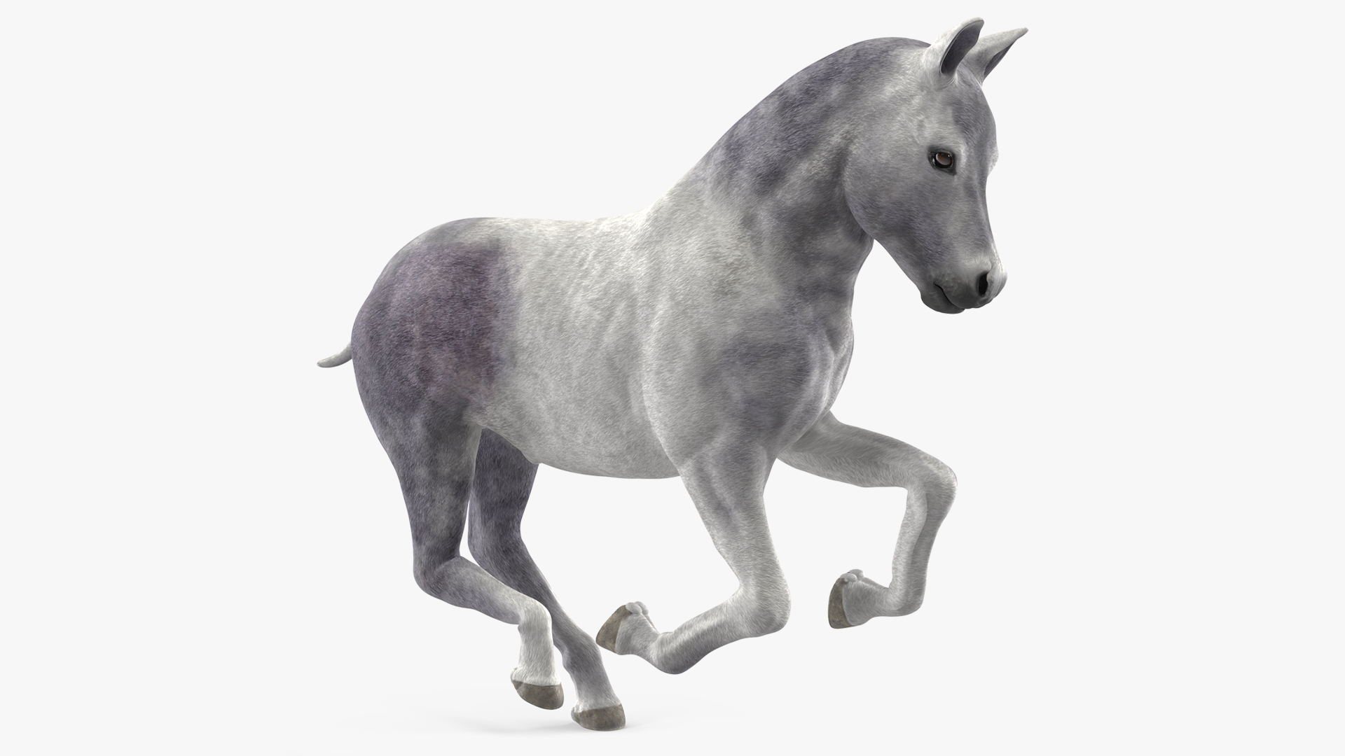 Running Shetland Pony White 3D