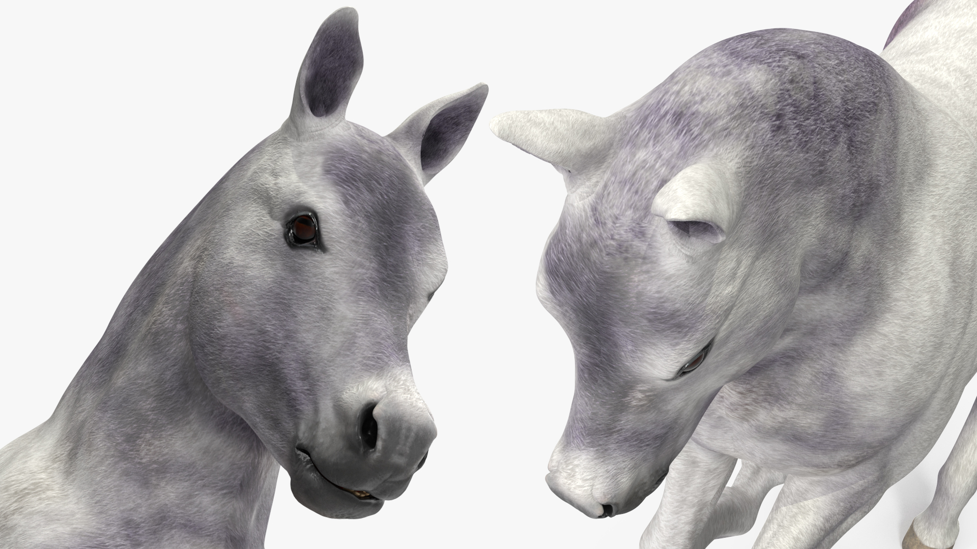 Running Shetland Pony White 3D