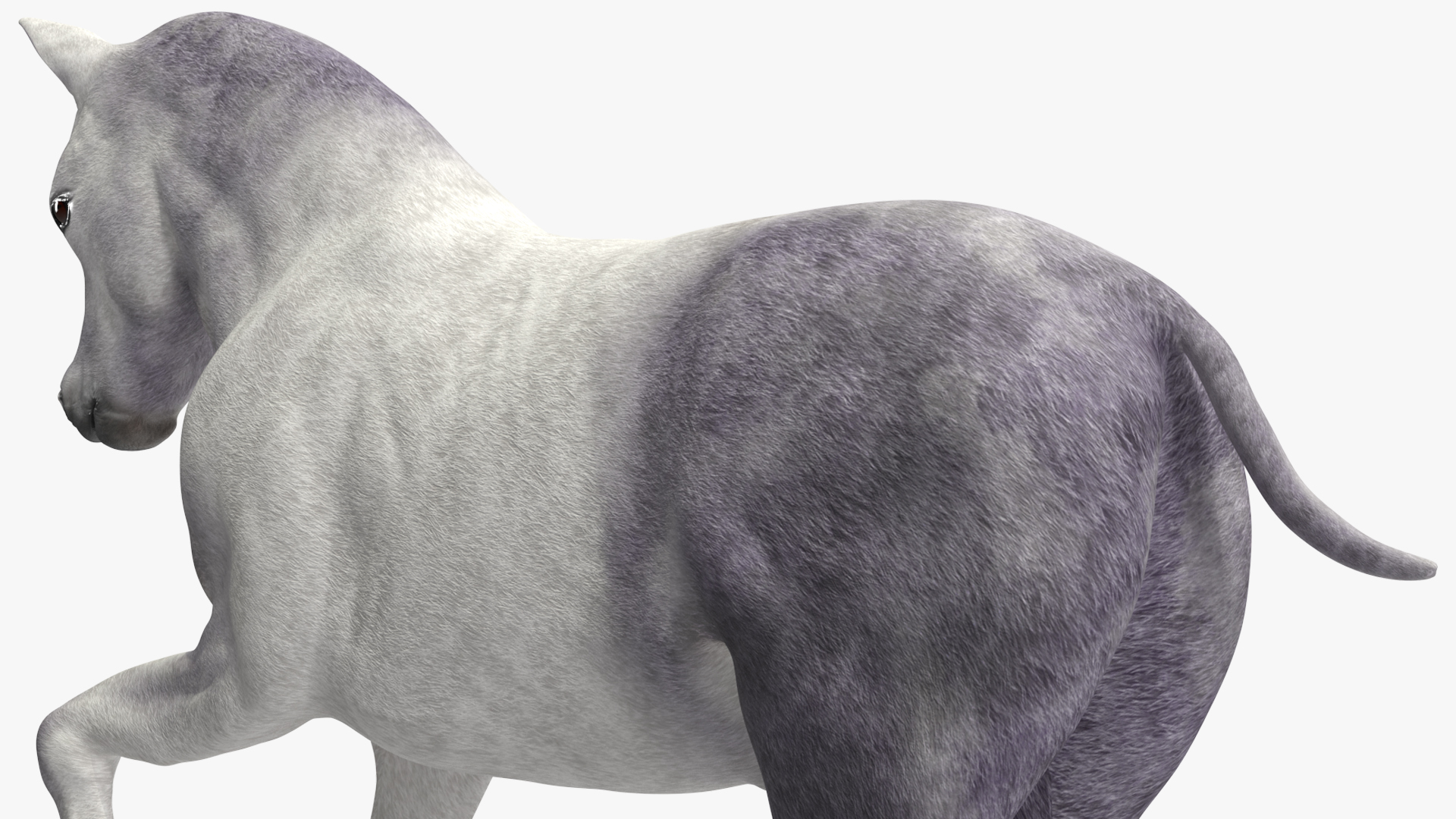 Running Shetland Pony White 3D