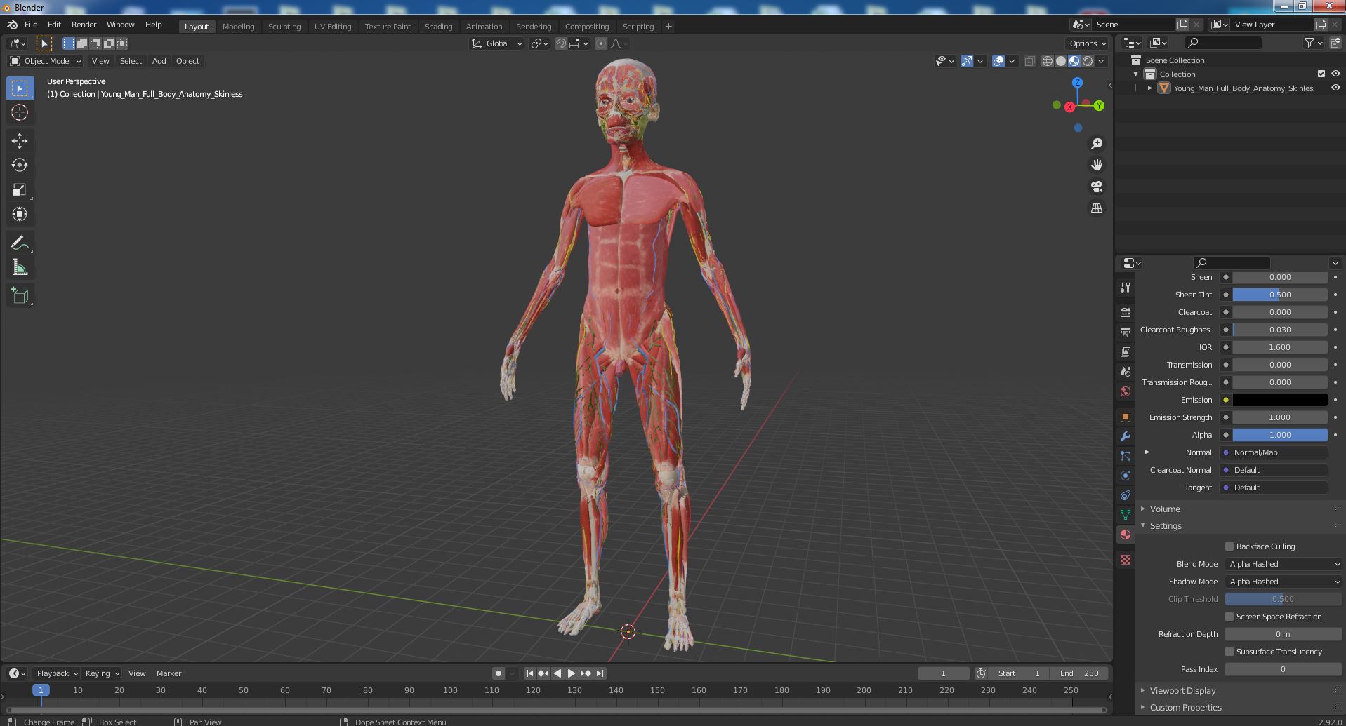 3D Young Man Full Body Anatomy Skinless