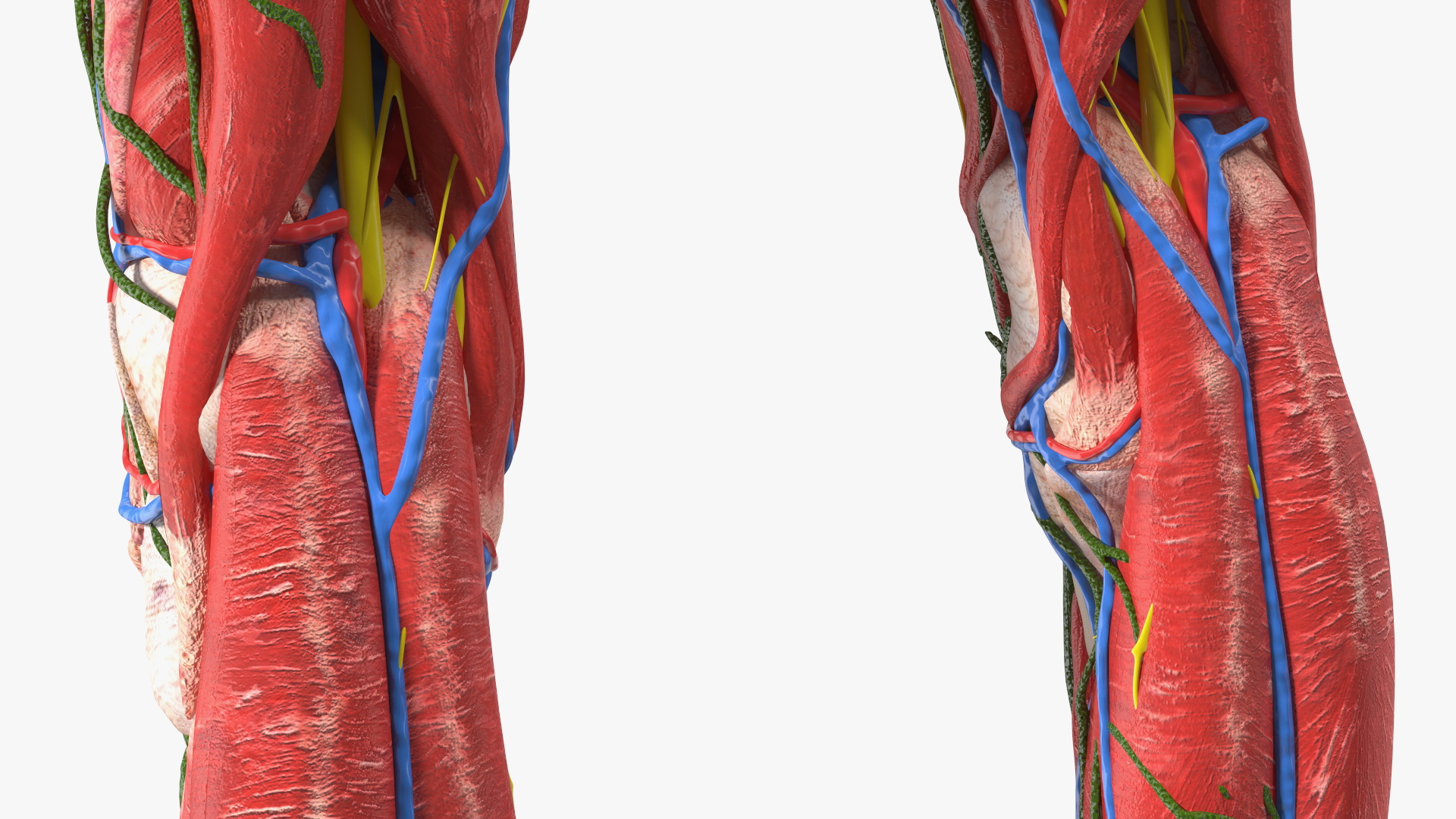 3D Young Man Full Body Anatomy Skinless
