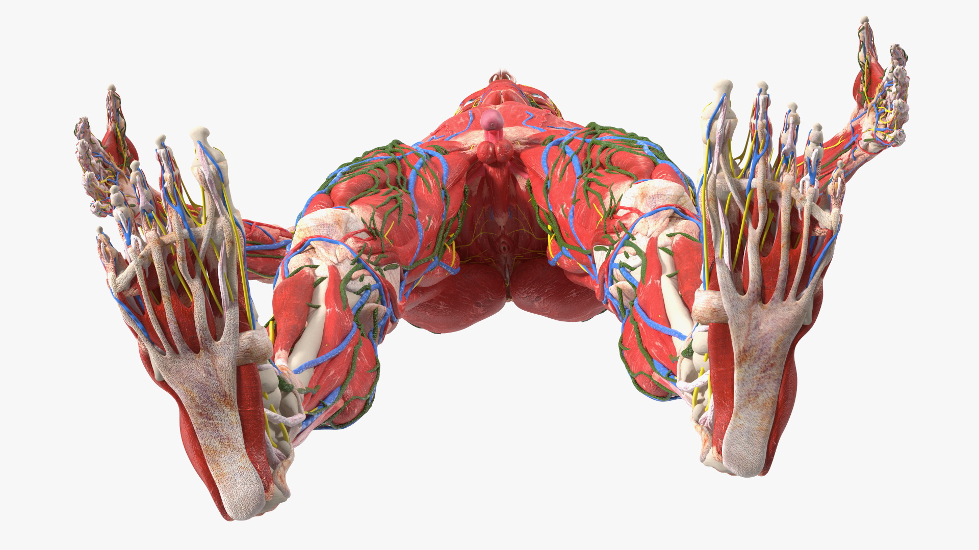 3D Young Man Full Body Anatomy Skinless