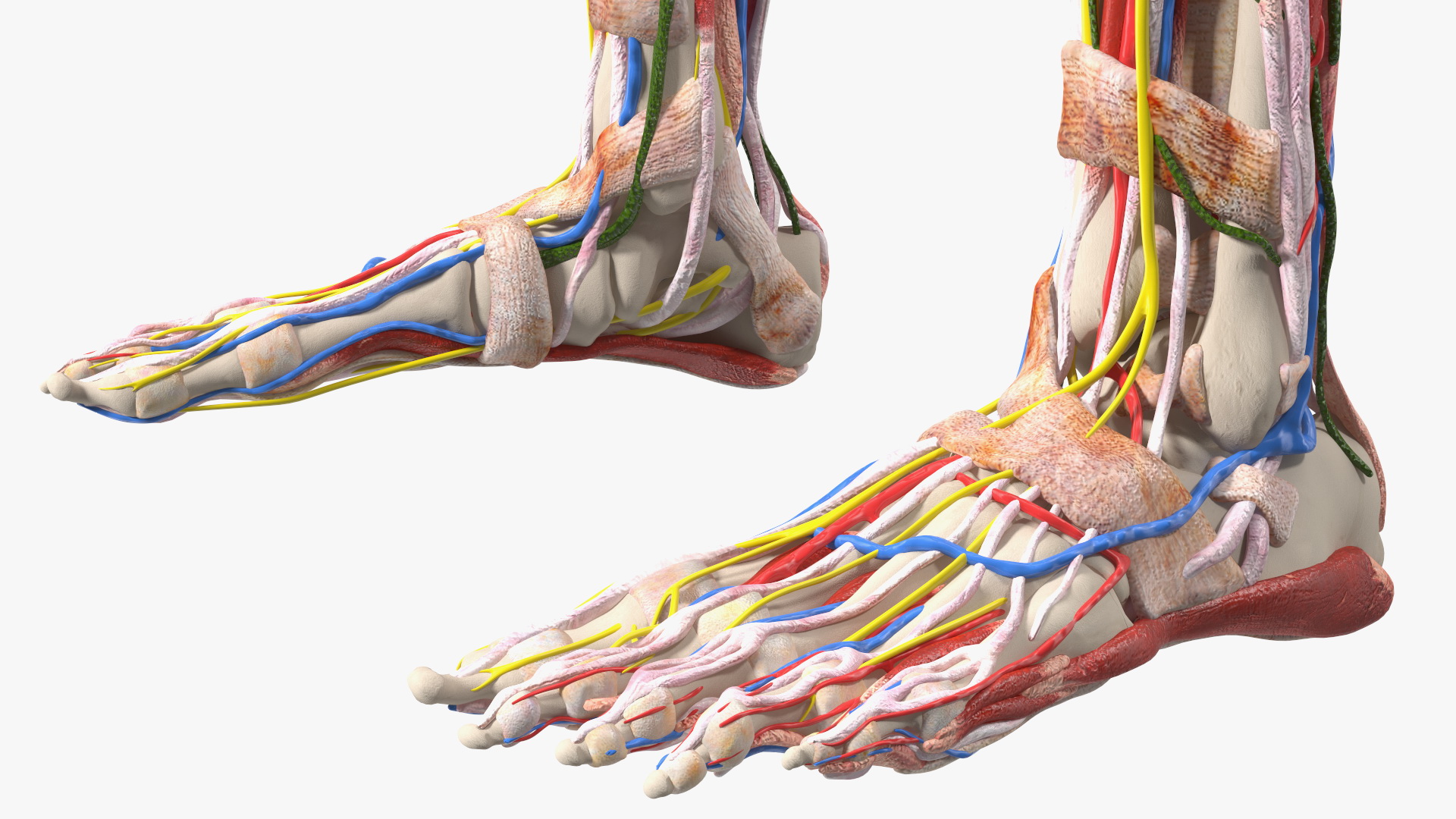 3D Young Man Full Body Anatomy Skinless