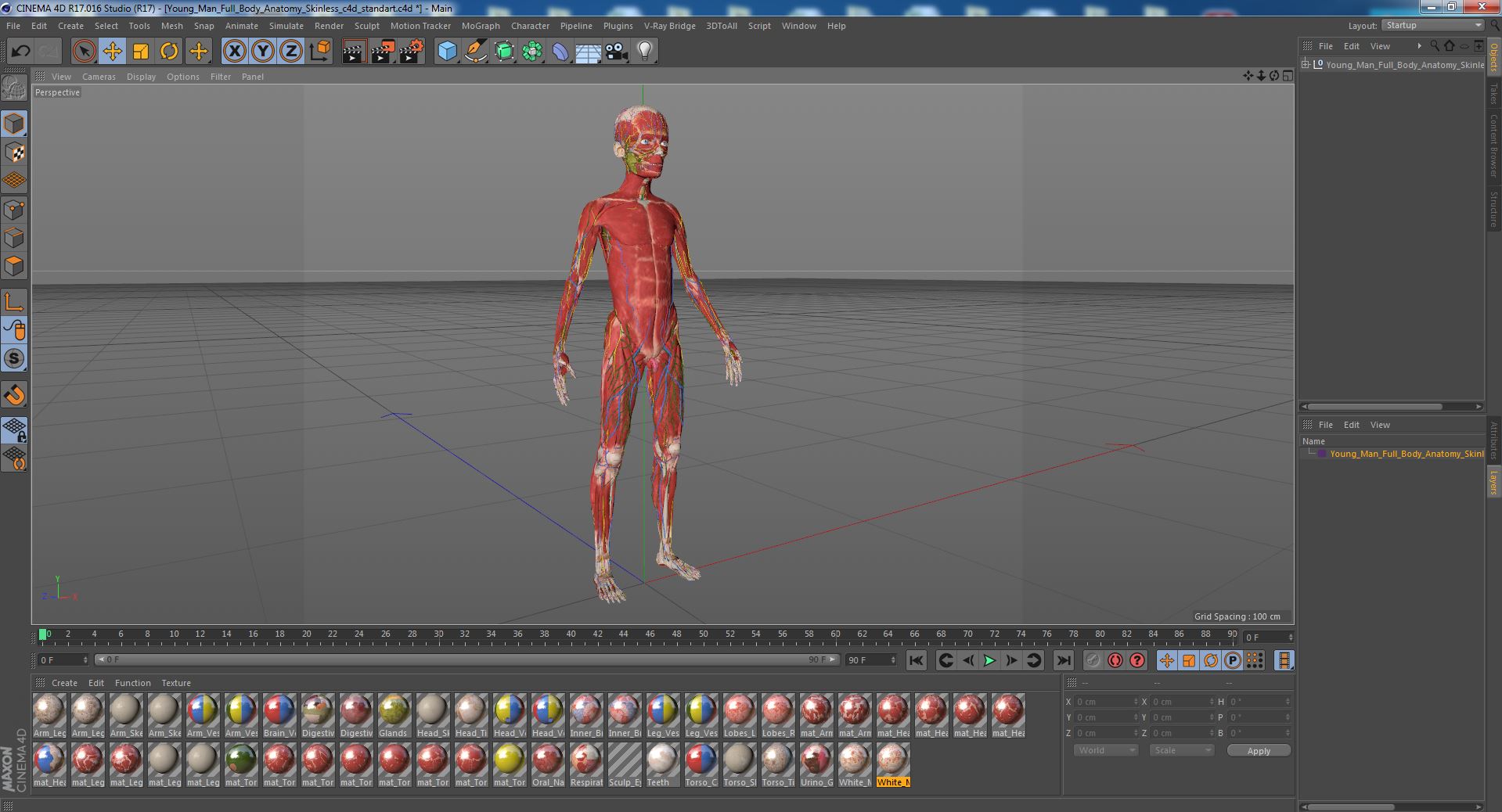 3D Young Man Full Body Anatomy Skinless