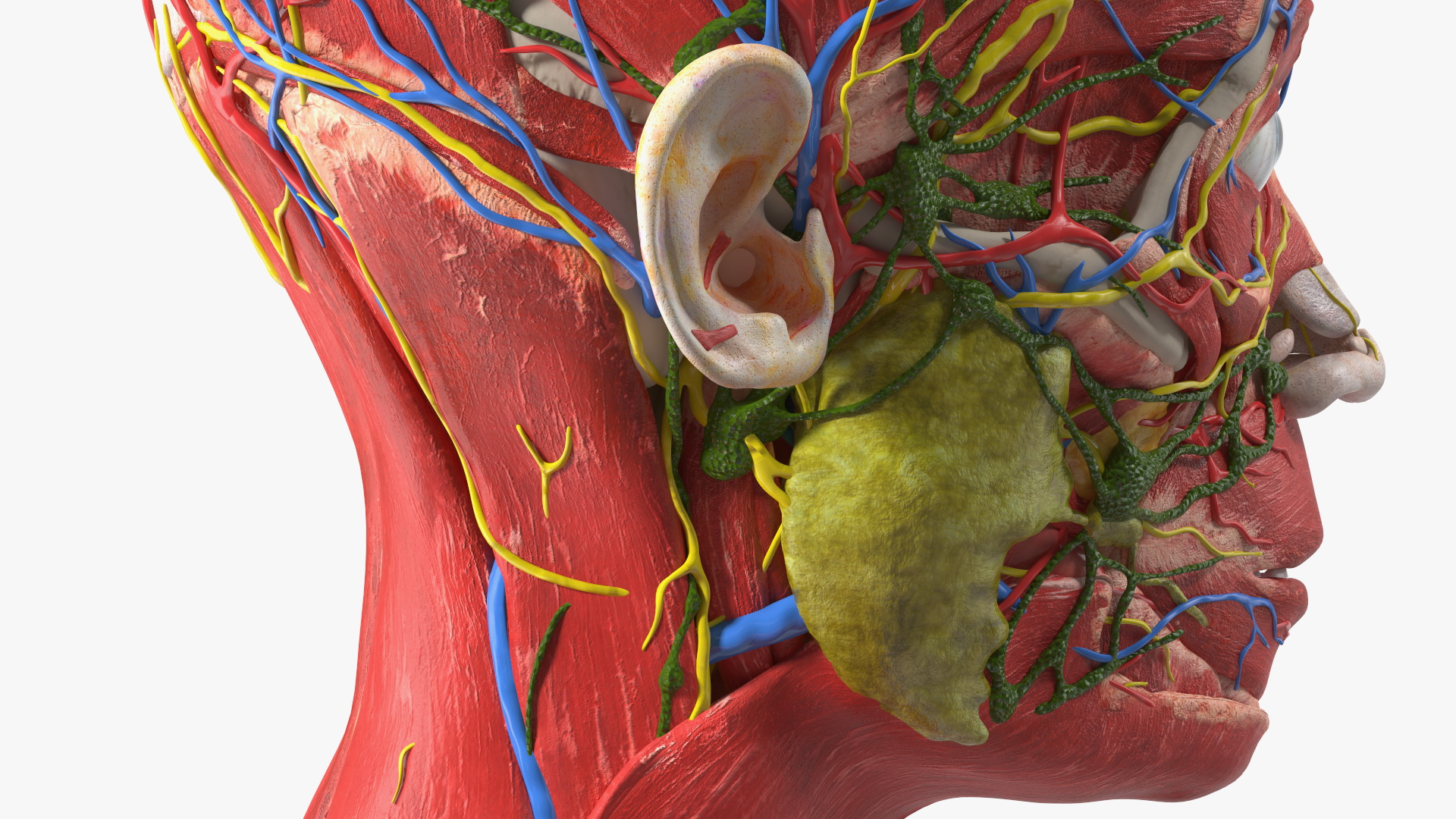 3D Young Man Full Body Anatomy Skinless