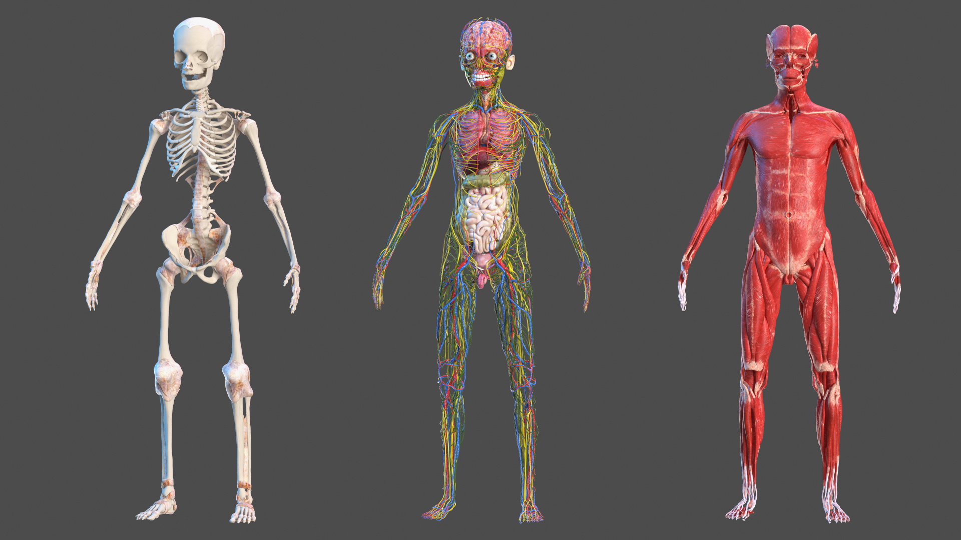 3D Young Man Full Body Anatomy Skinless