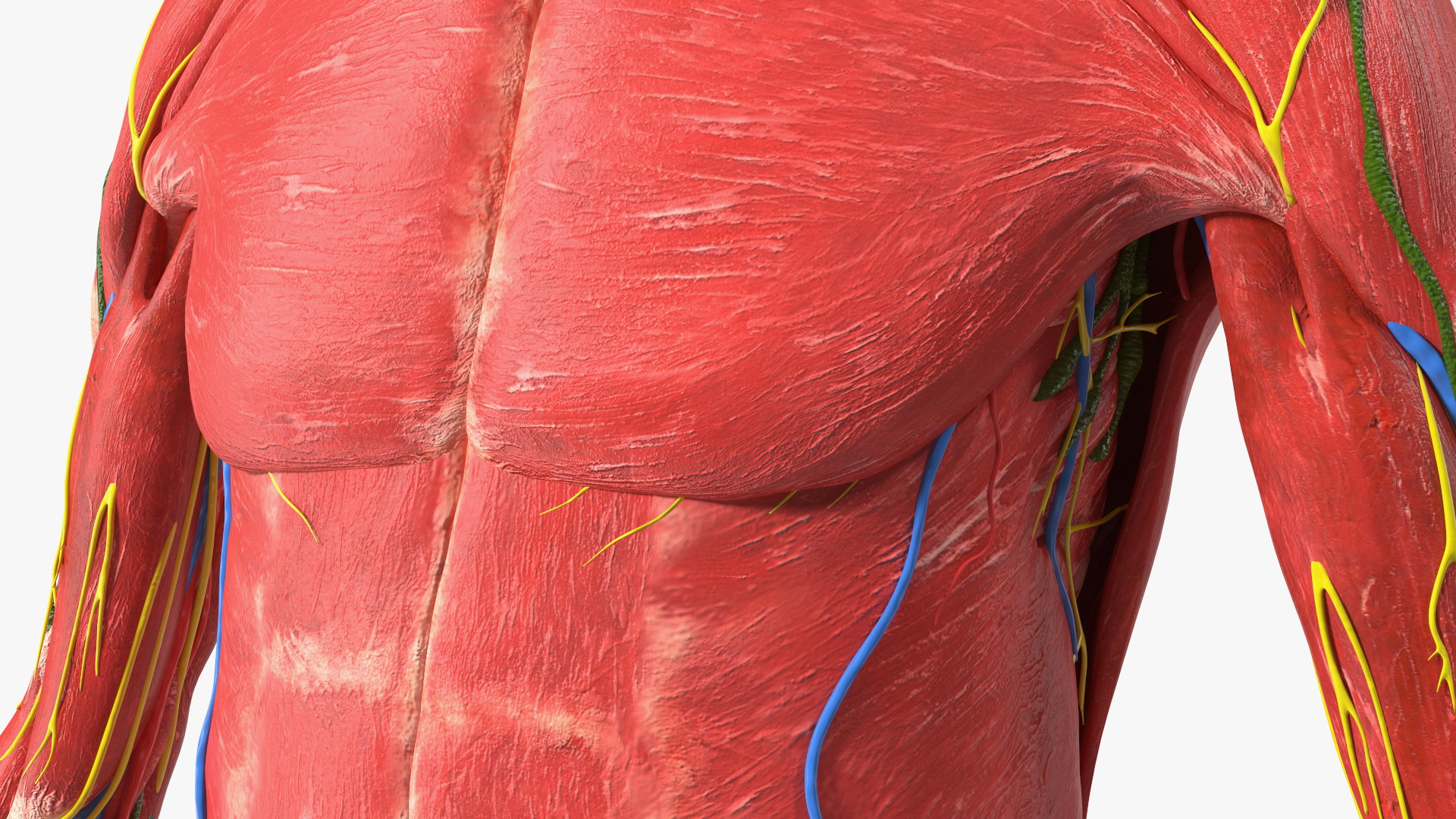 3D Young Man Full Body Anatomy Skinless
