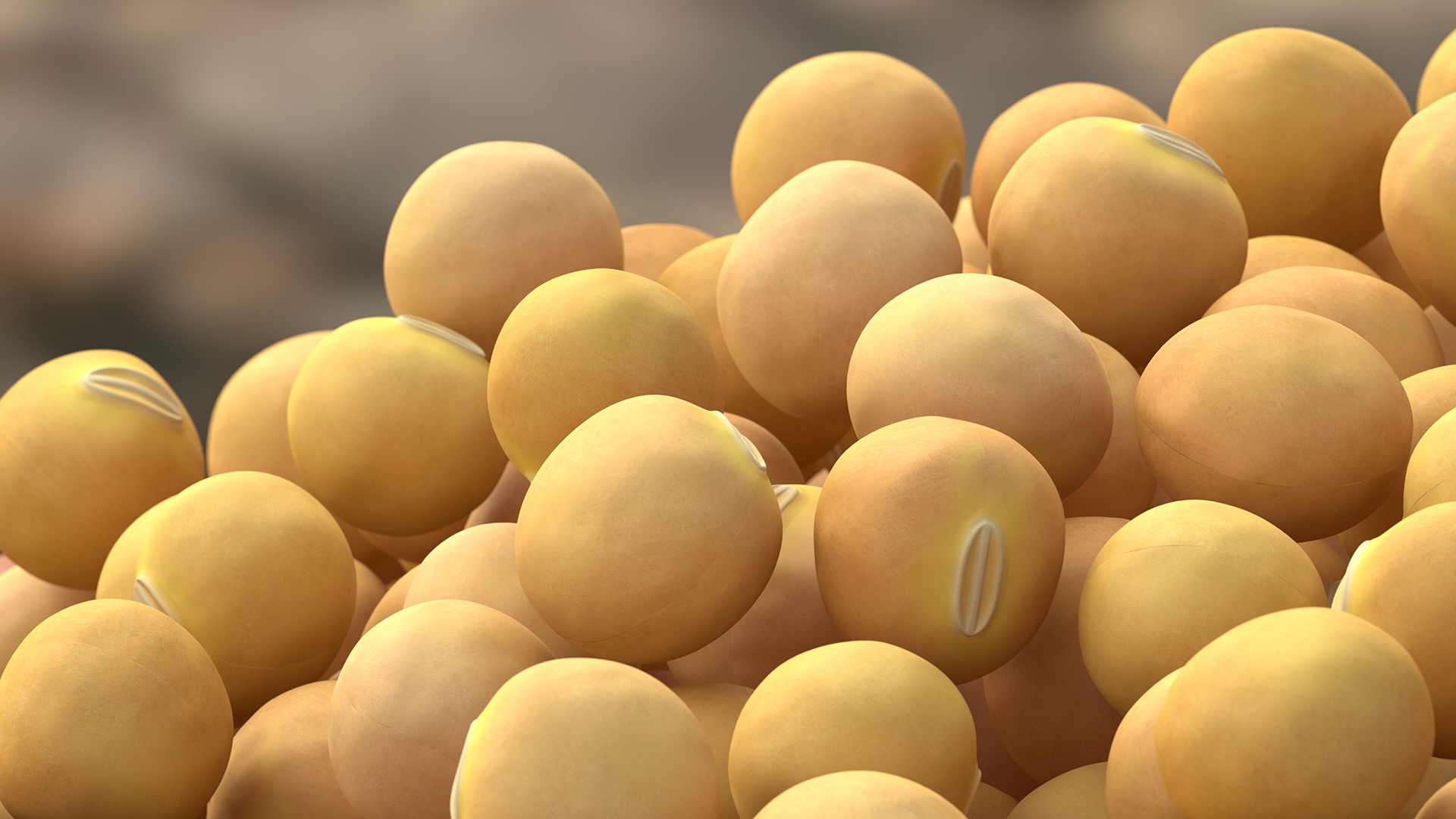 Soybean in Wooden Bowl 3D