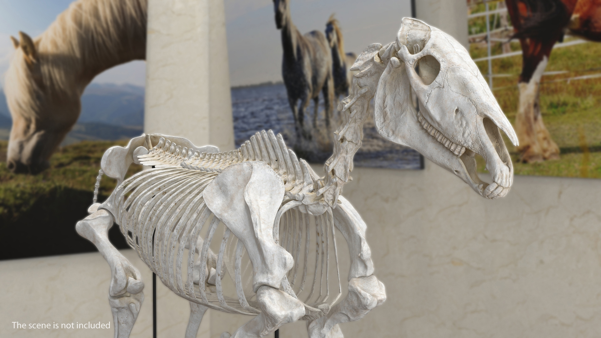 3D Horse Skeleton Rigged