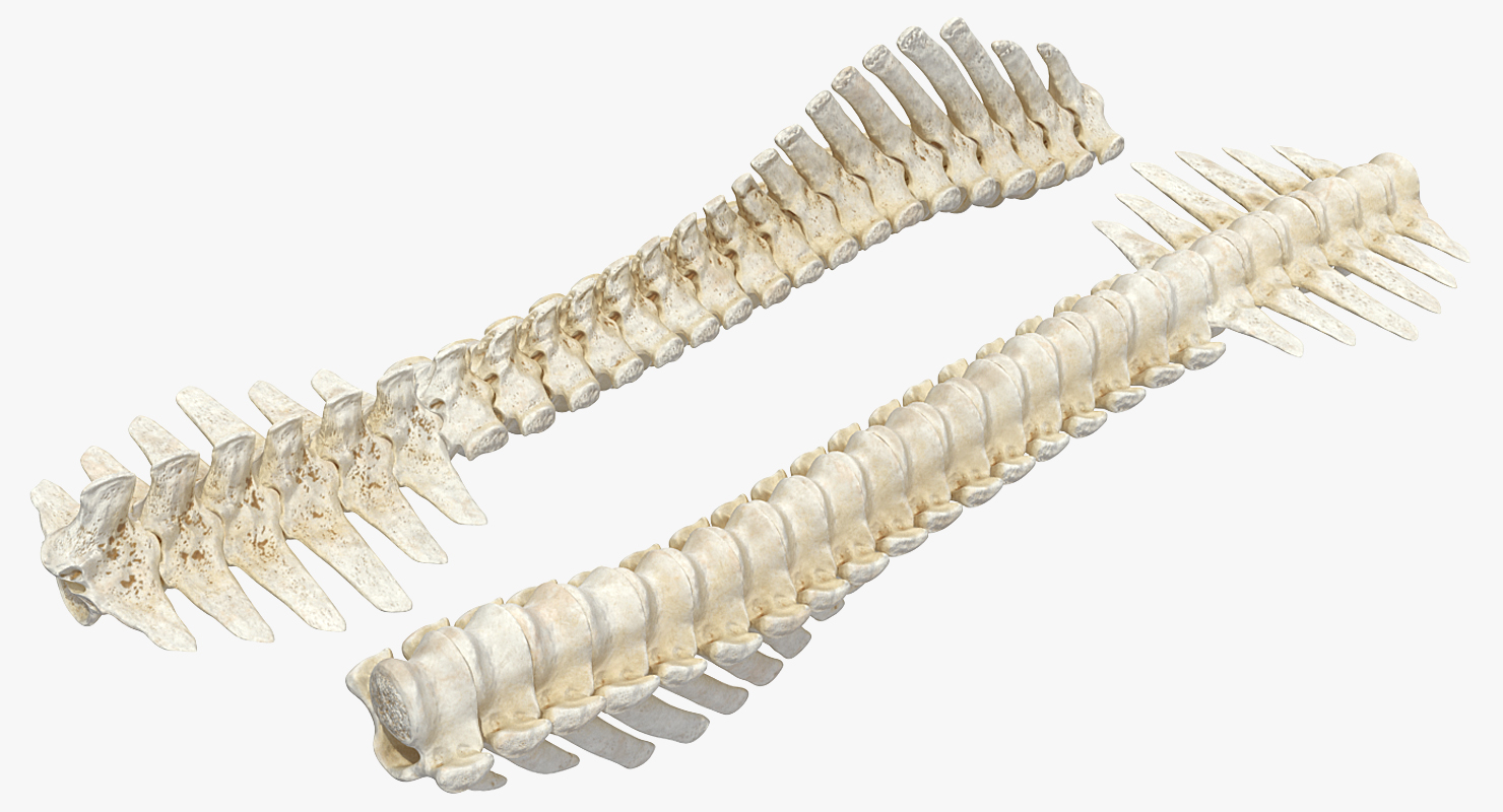 3D Horse Skeleton Rigged