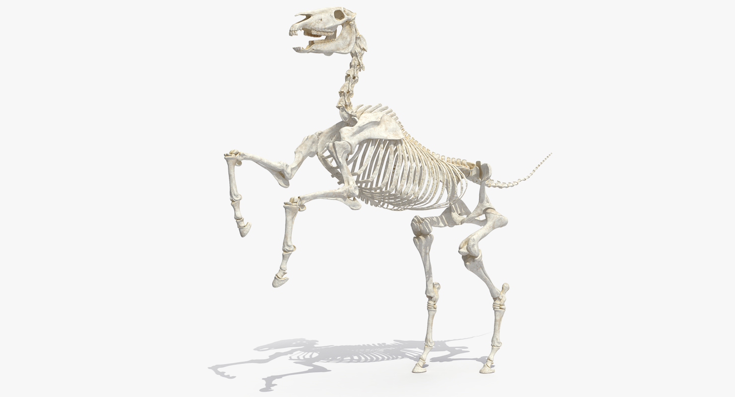 3D Horse Skeleton Rigged