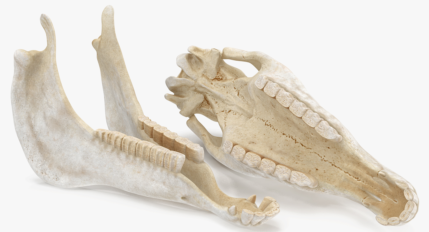 3D Horse Skeleton Rigged