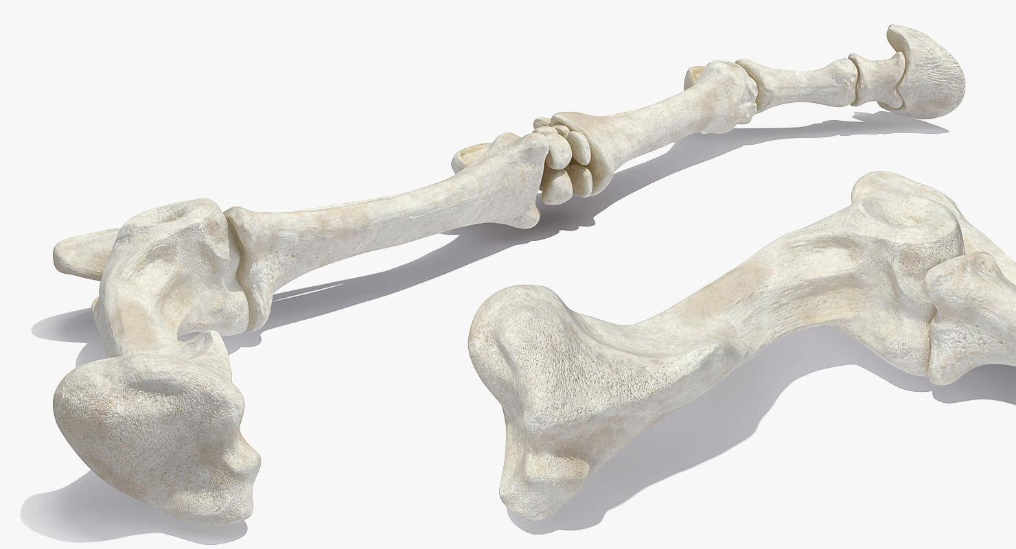 3D Horse Skeleton Rigged