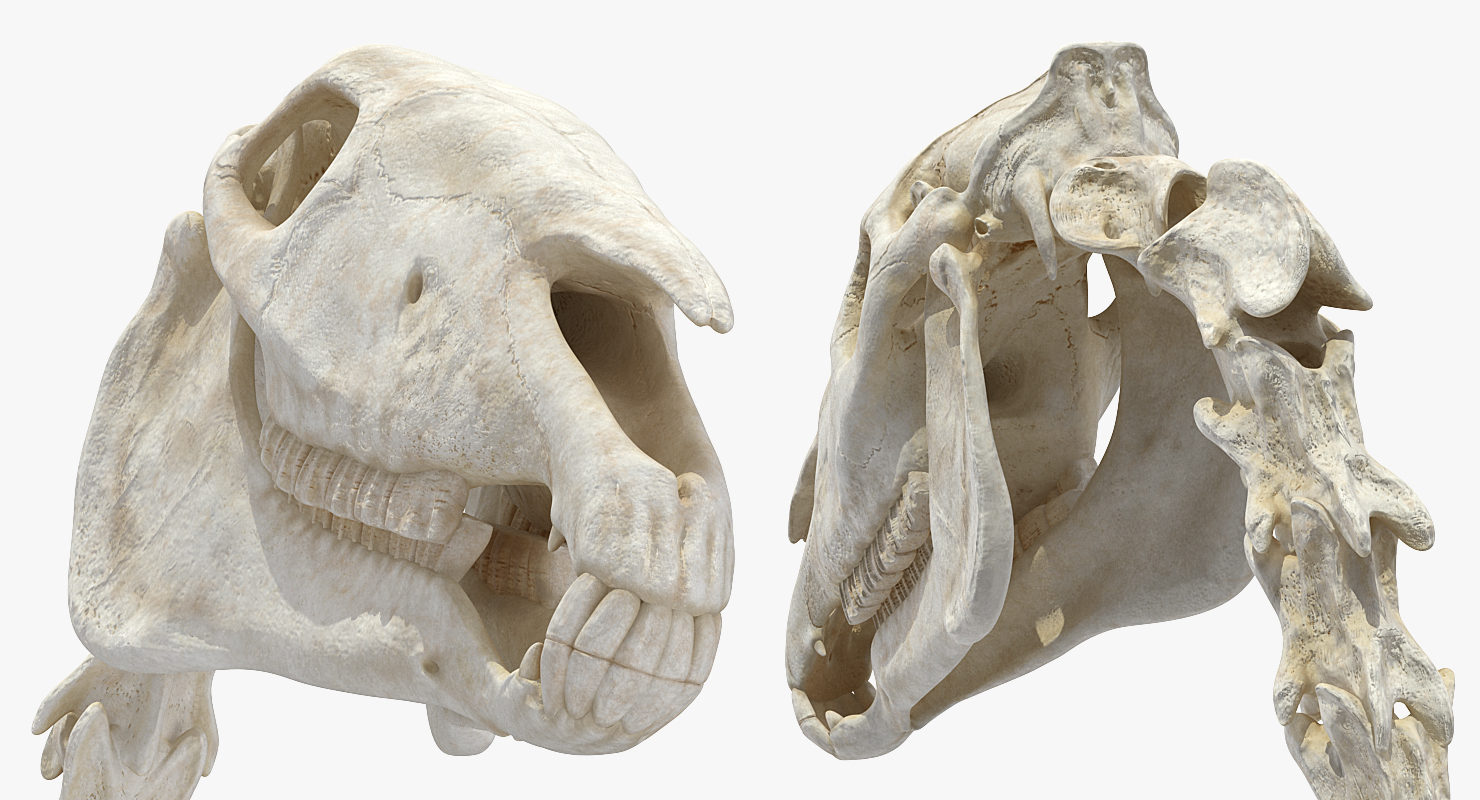 3D Horse Skeleton Rigged