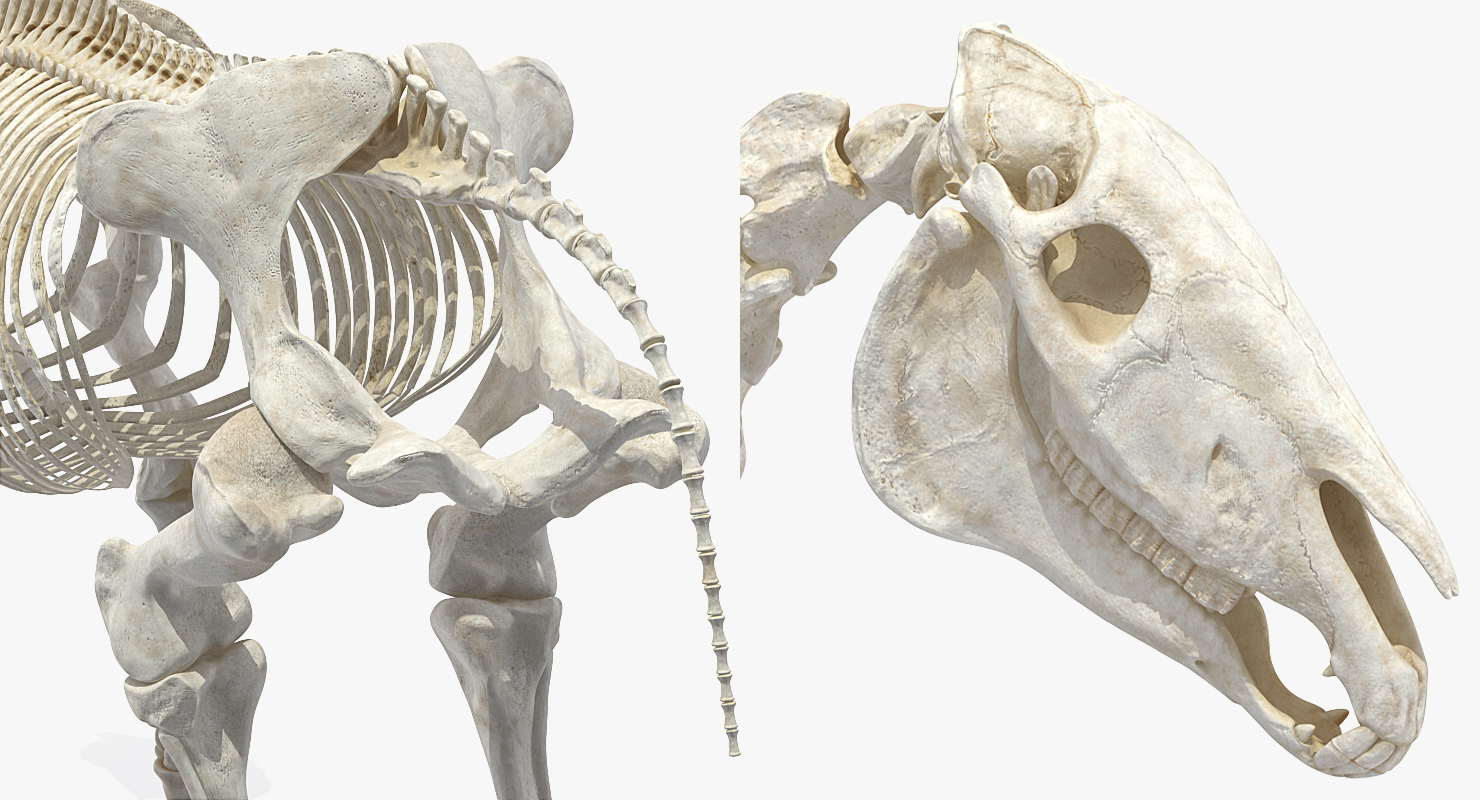 3D Horse Skeleton Rigged