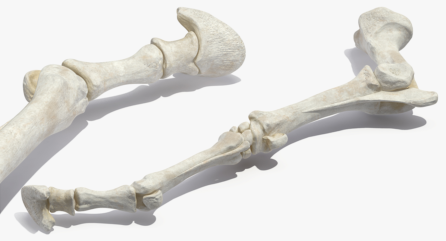 3D Horse Skeleton Rigged