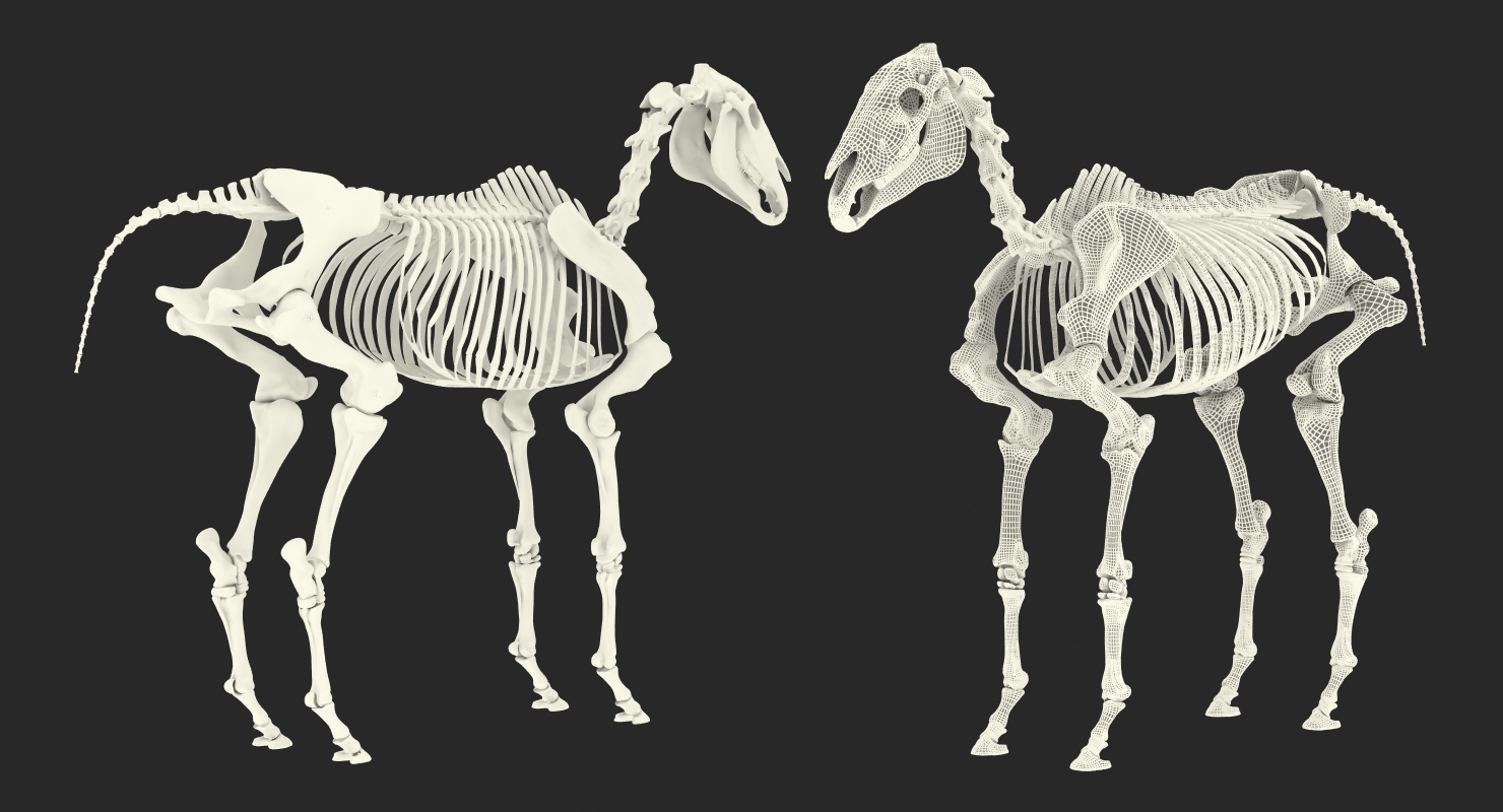 3D Horse Skeleton Rigged