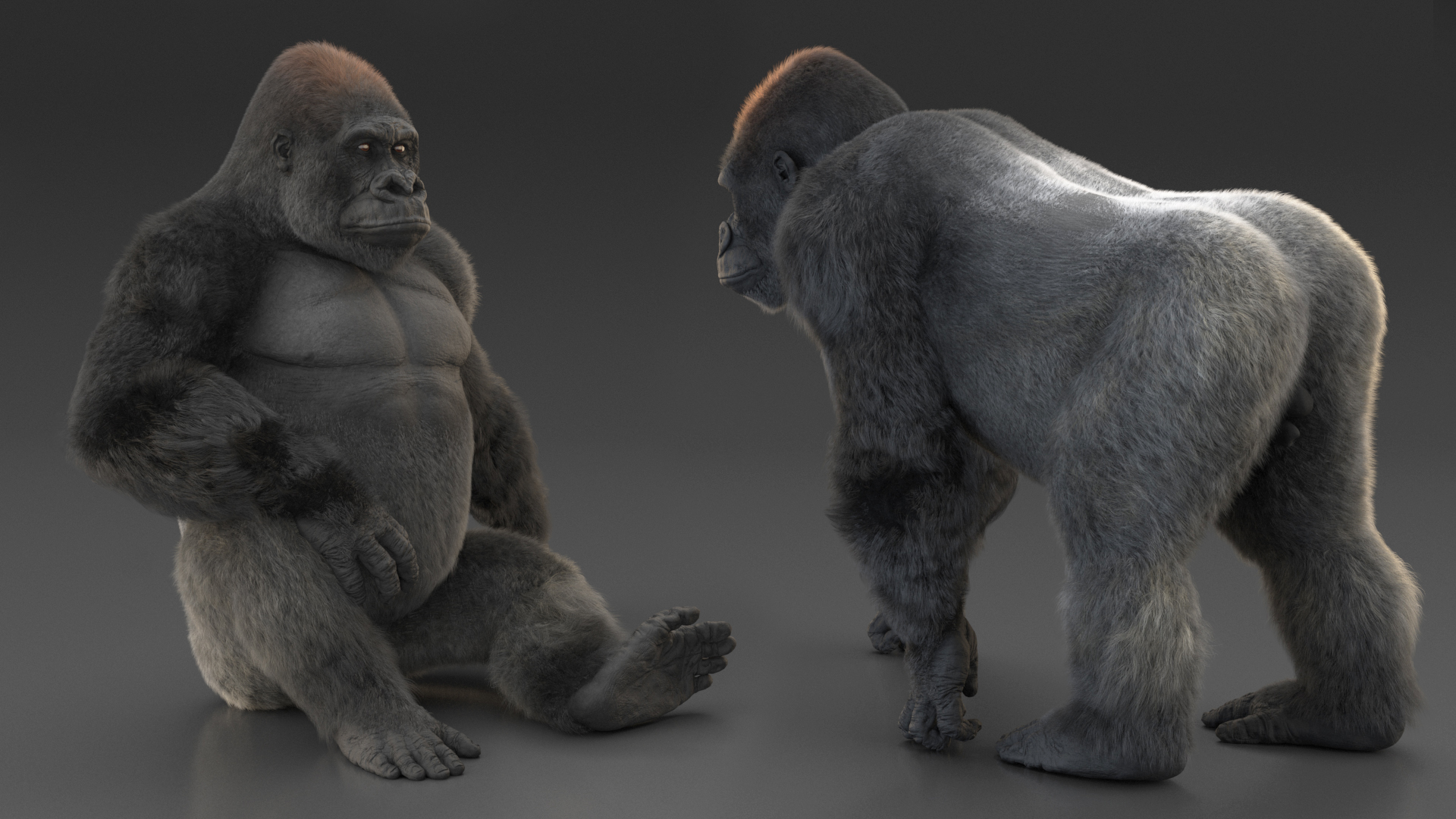 3D Gorilla Fur Rigged model