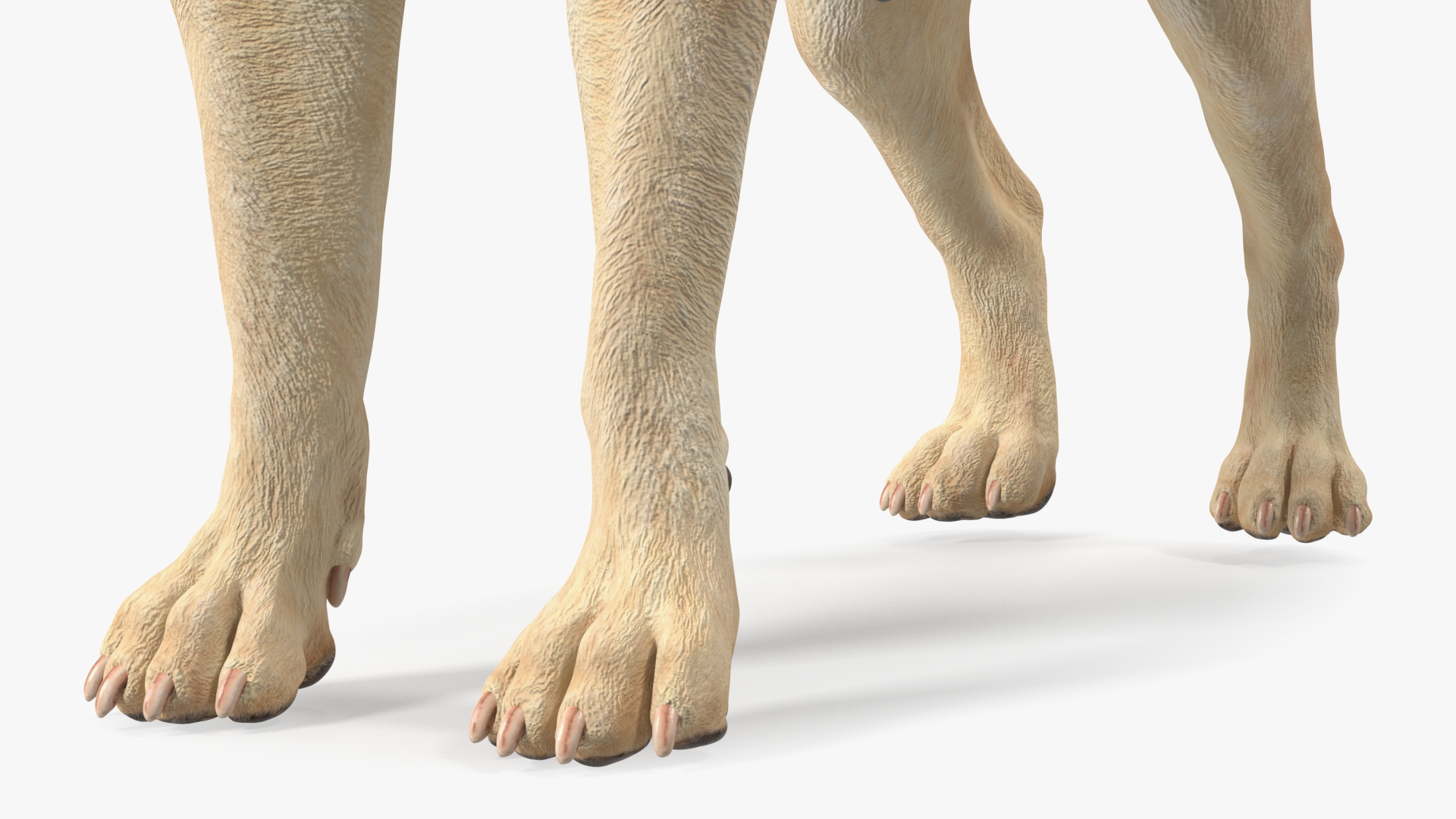 Labrador Wearing Black Coat 3D