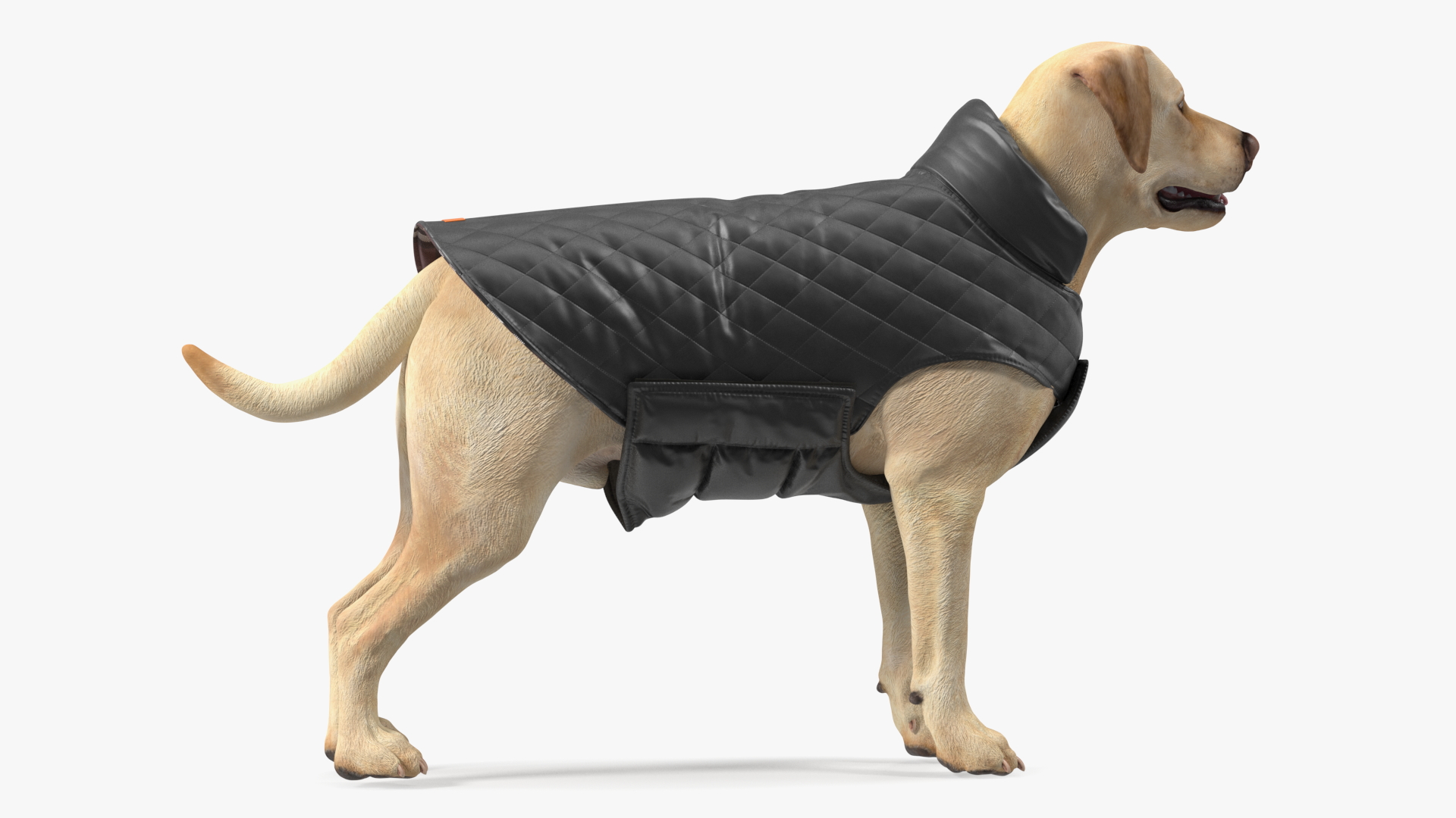 Labrador Wearing Black Coat 3D