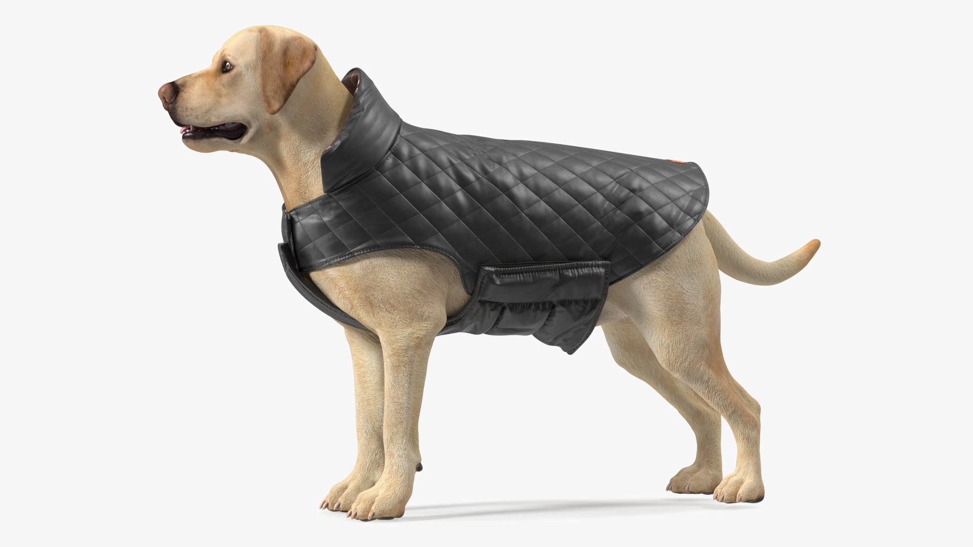 Labrador Wearing Black Coat 3D
