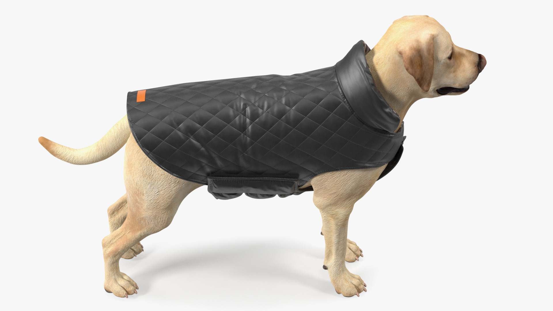 Labrador Wearing Black Coat 3D